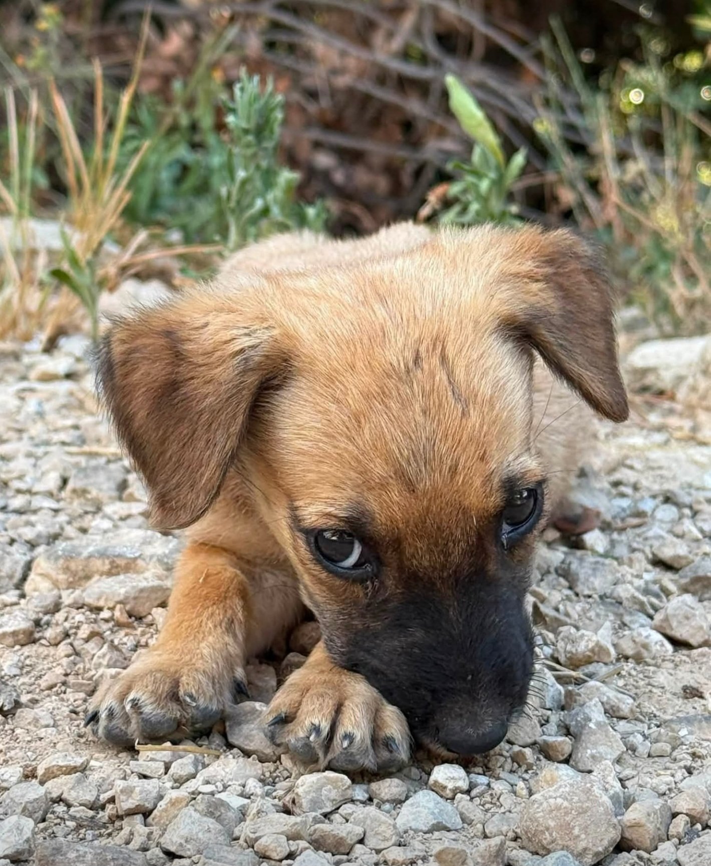 The Dog Revolution – Give Stray Dogs a Chance at Life campaign photo, 4 of 8