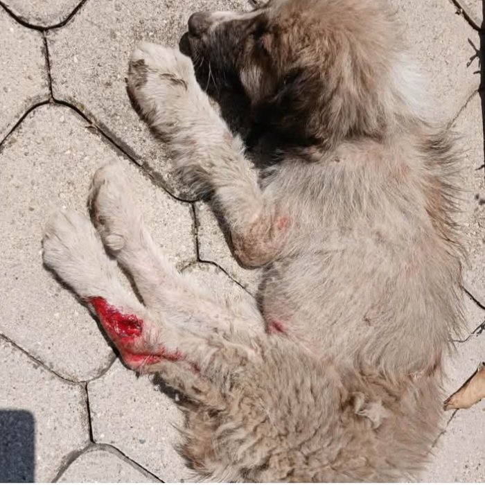 The Dog Revolution – Give Stray Dogs a Chance at Life campaign photo, 5 of 8