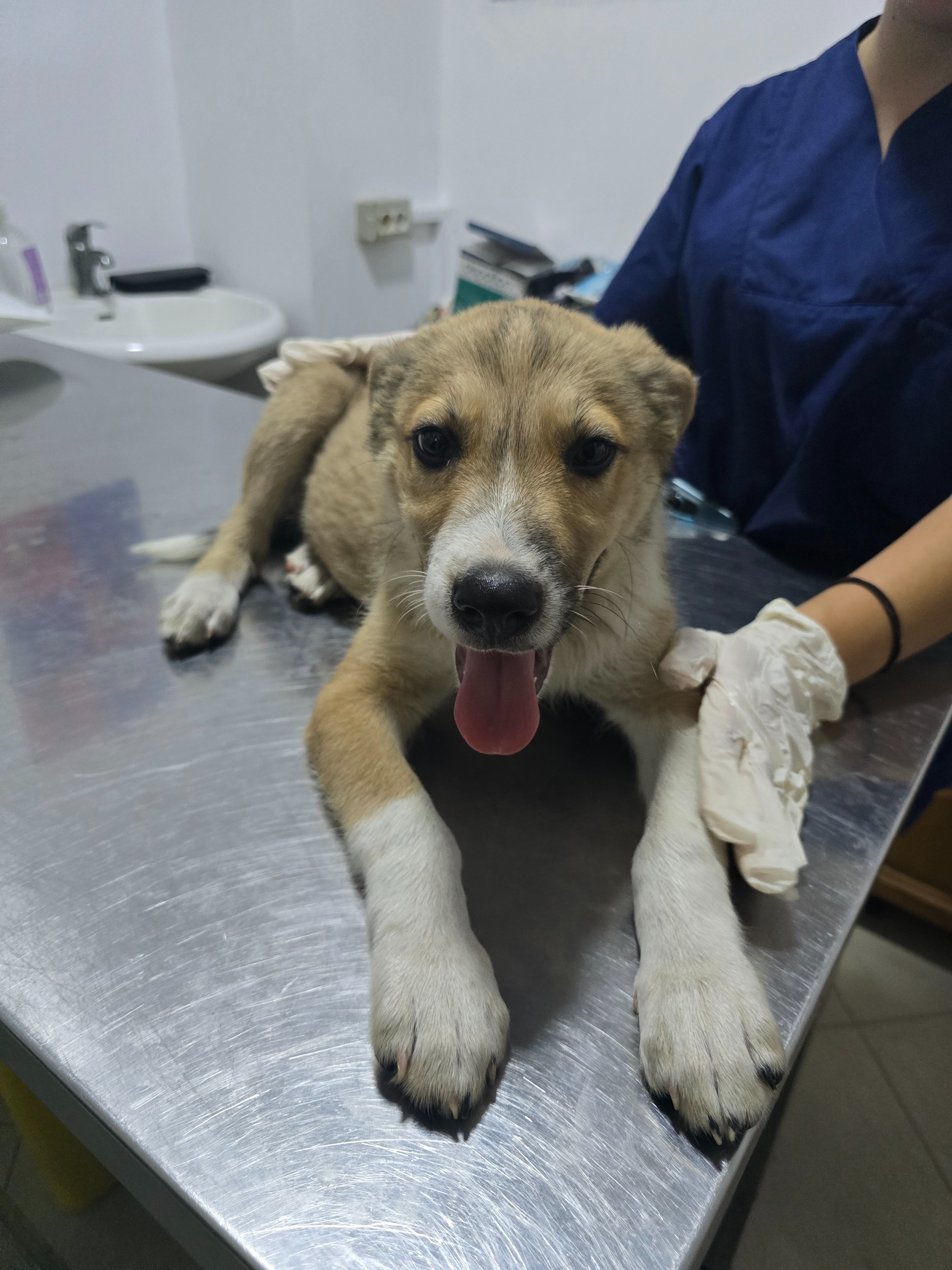 The Dog Revolution – Give Stray Dogs a Chance at Life campaign photo, 6 of 8
