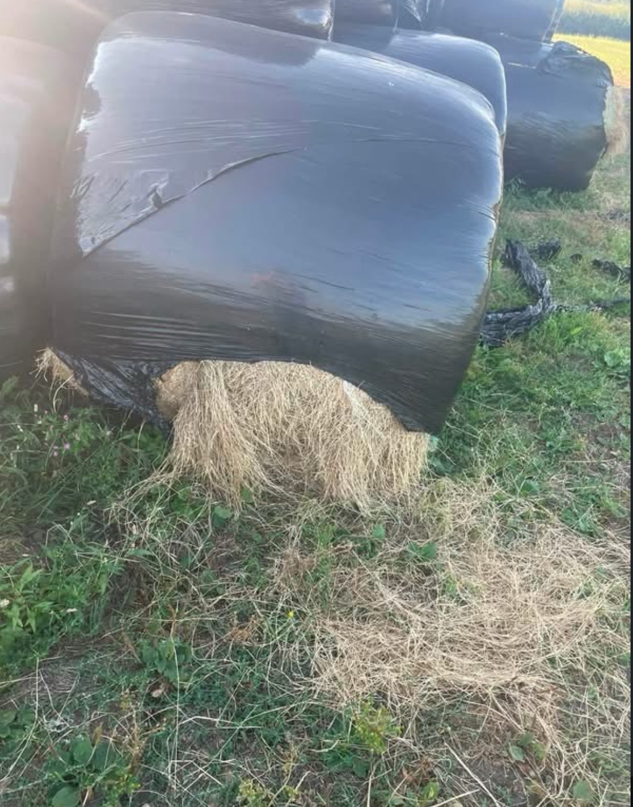 Vandalism & attempted arson at our local farm campaign photo, 6 of 7