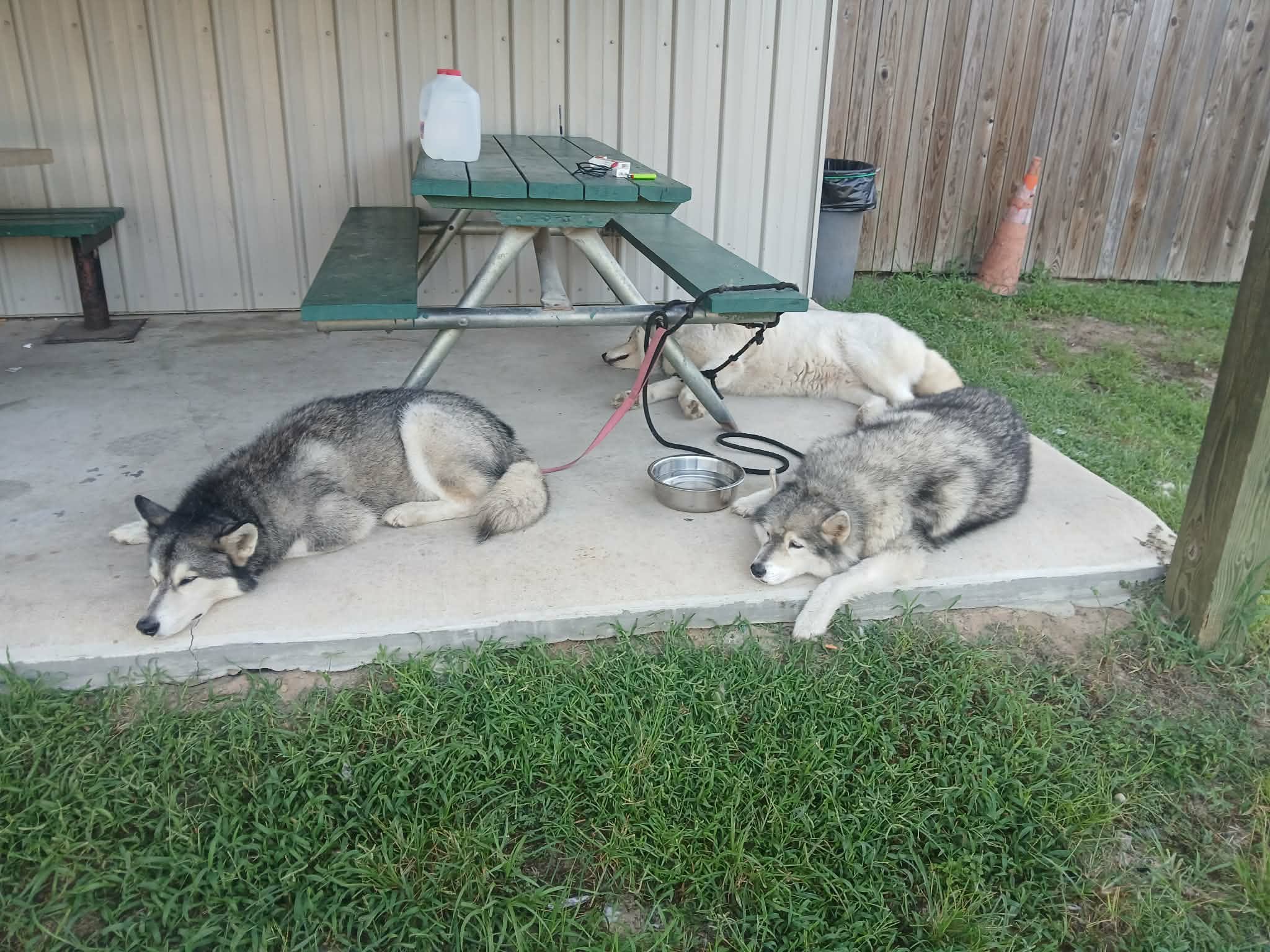 Help Frank and His Three Huskies campaign photo, 4 of 5