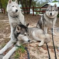 Help Frank and His Three Huskies campaign photo, 2 of 5