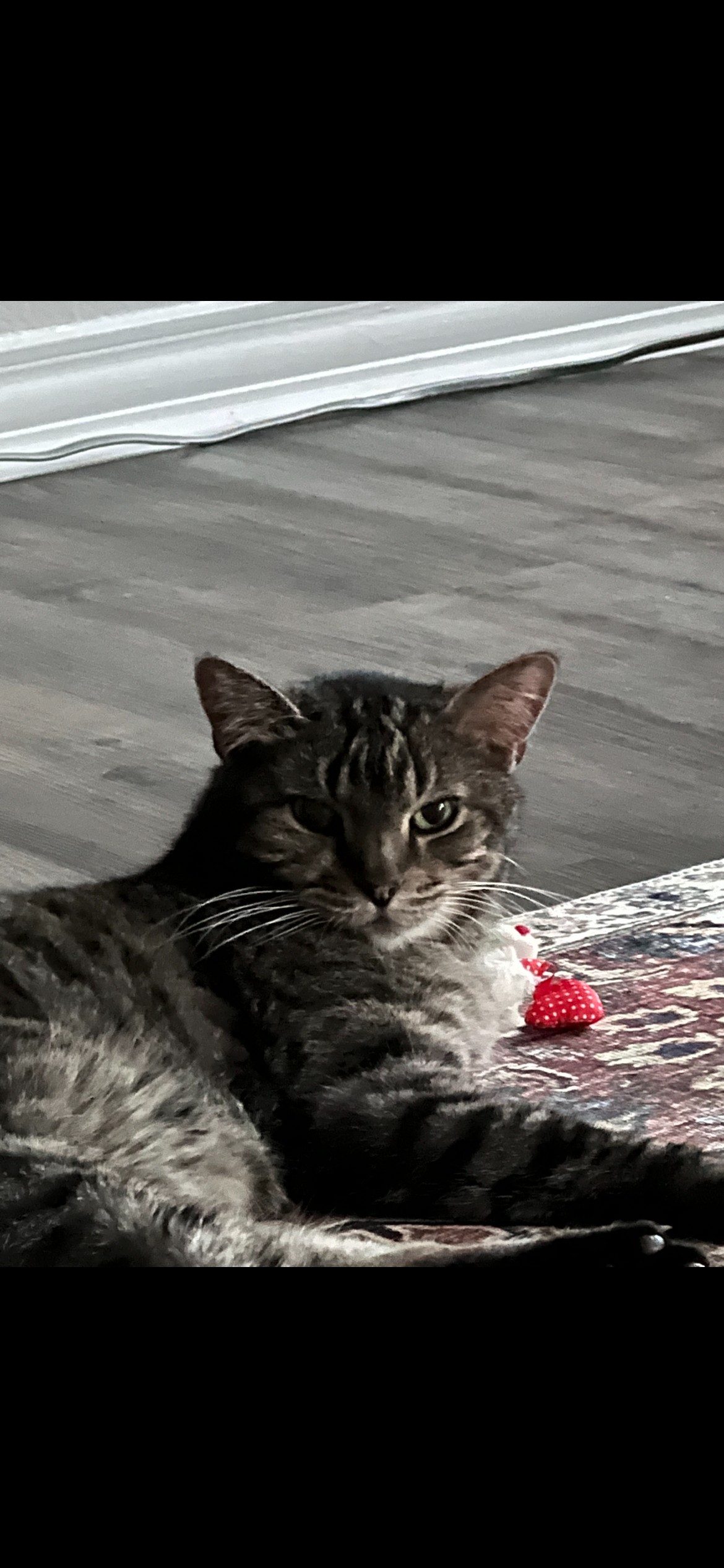 Urgent Surgery For My Best Boy campaign photo, 4 of 8
