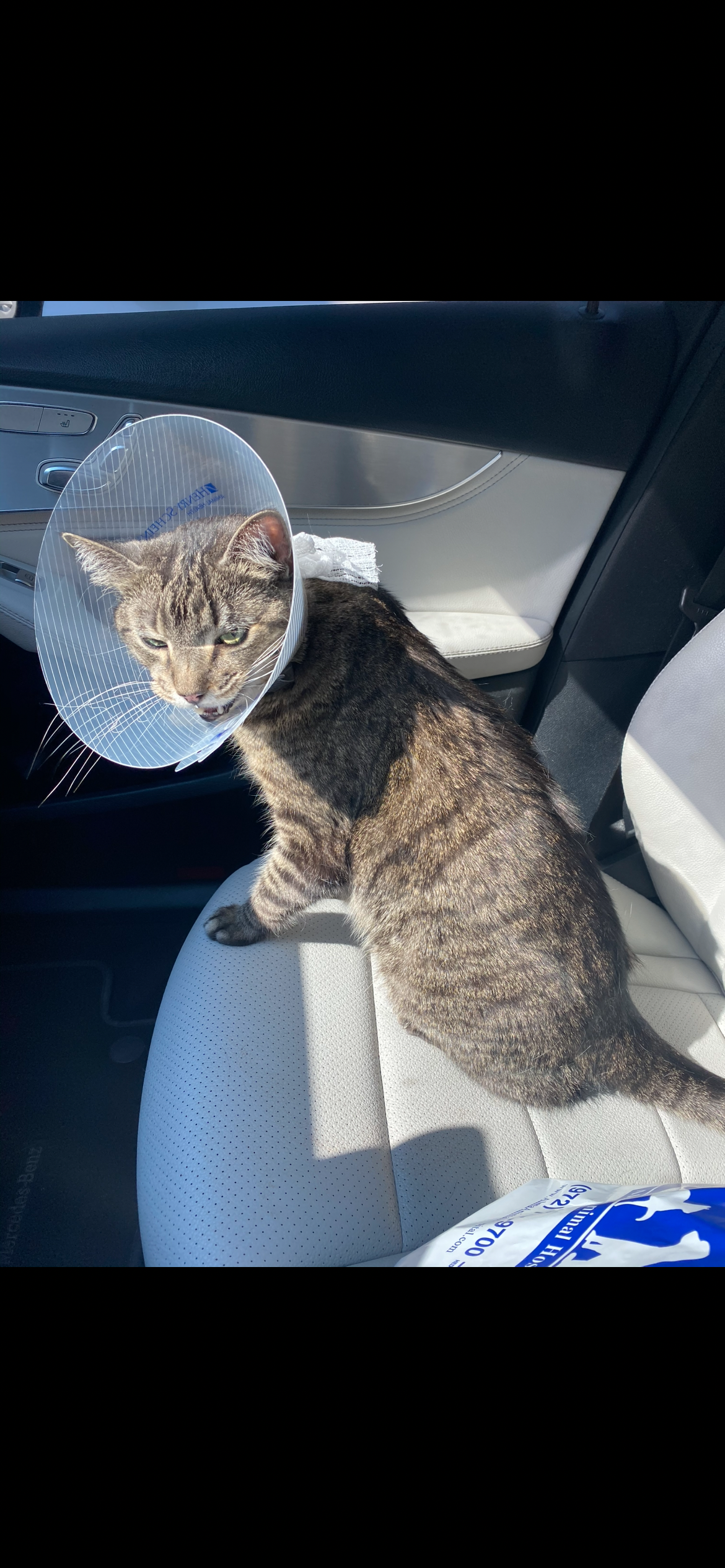 Urgent Surgery For My Best Boy campaign photo, 5 of 8