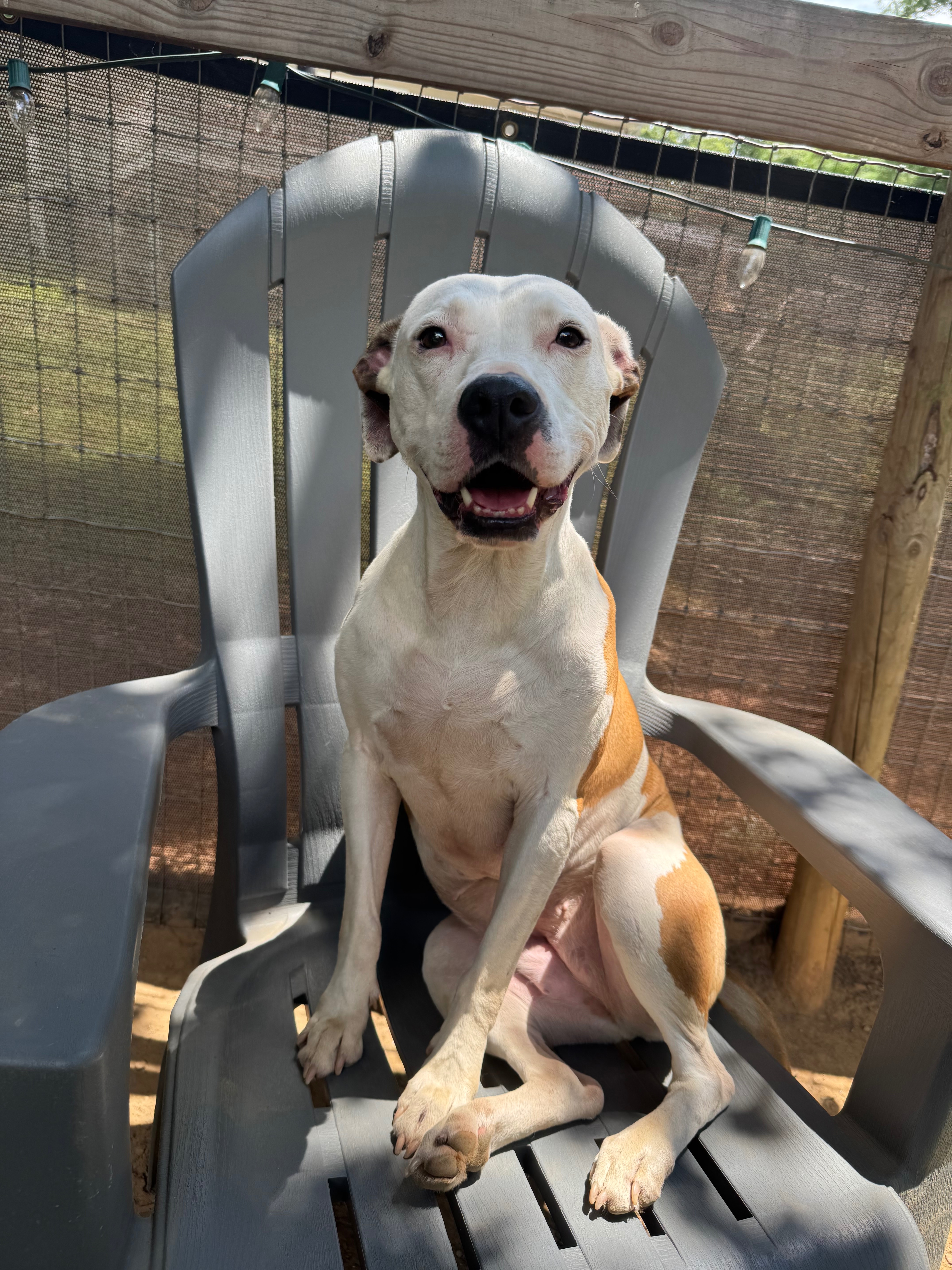 Your favorite internet dog niece needs longterm care campaign photo, 4 of 5