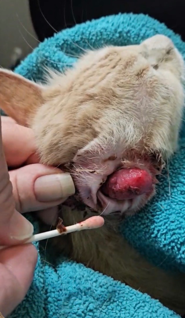 HELP US TO END THEIR SUFFERING AND START THEIR HEALING campaign photo, 7 of 8