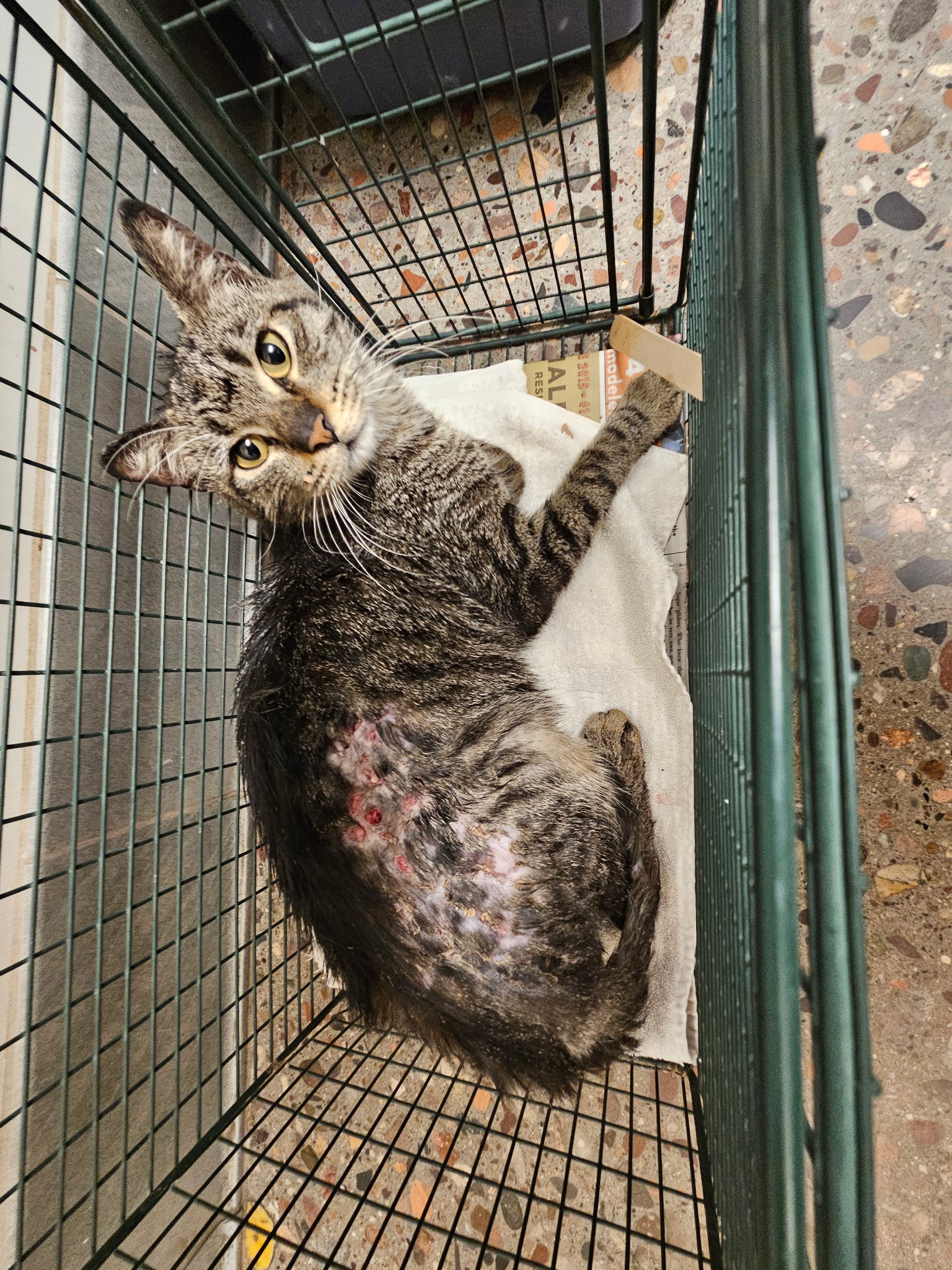 HELP US TO END THEIR SUFFERING AND START THEIR HEALING campaign photo, 2 of 8