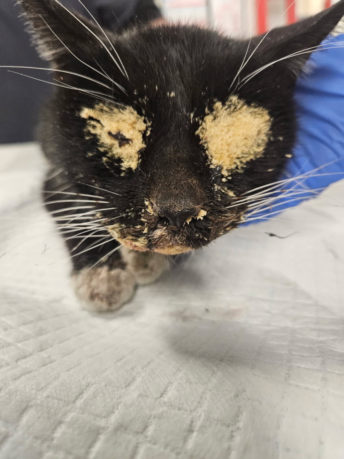 HELP US TO END THEIR SUFFERING AND START THEIR HEALING campaign photo, 5 of 8