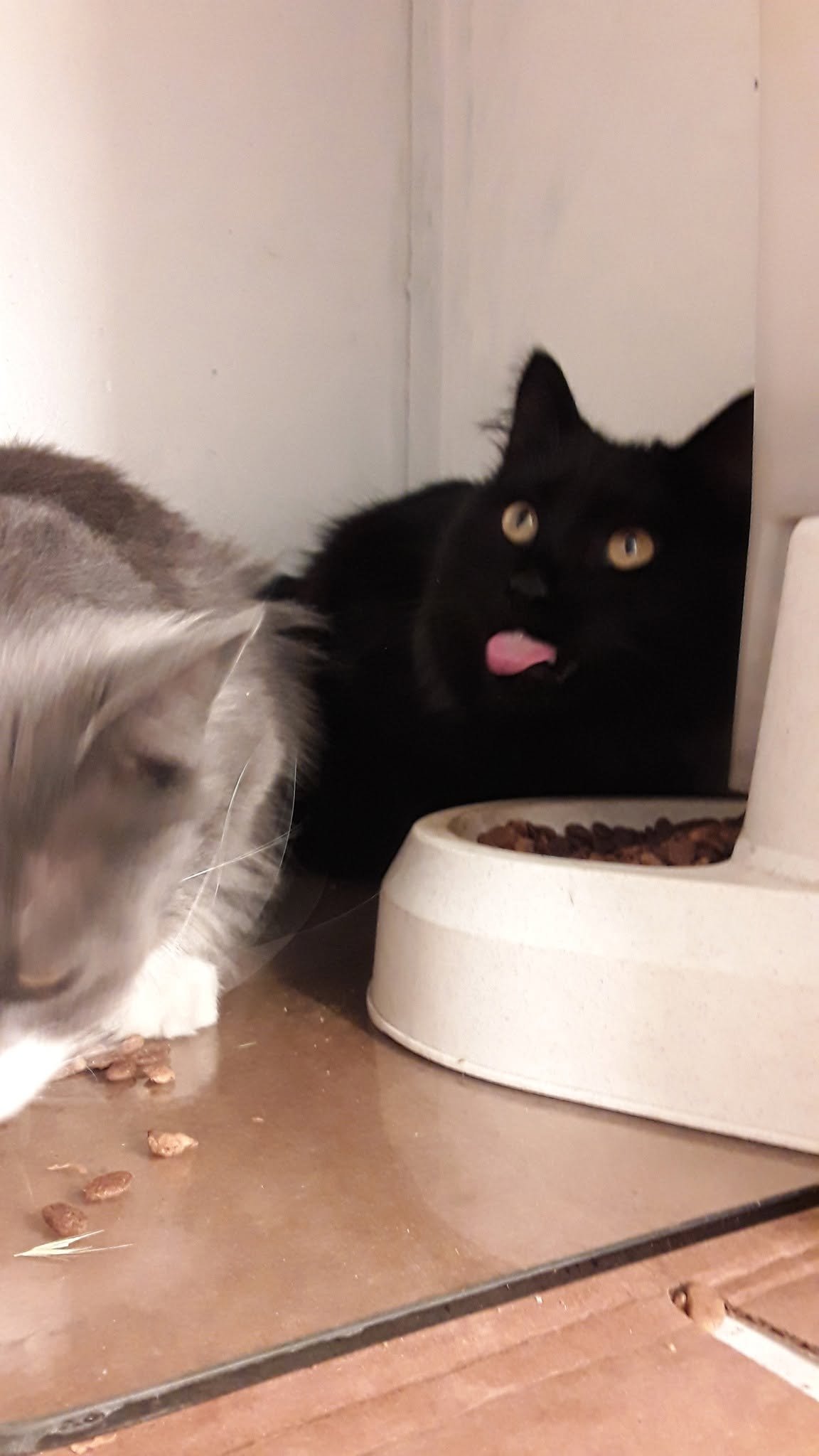Help Challa Get Life-Saving Dental Surgery campaign photo, 2 of 8