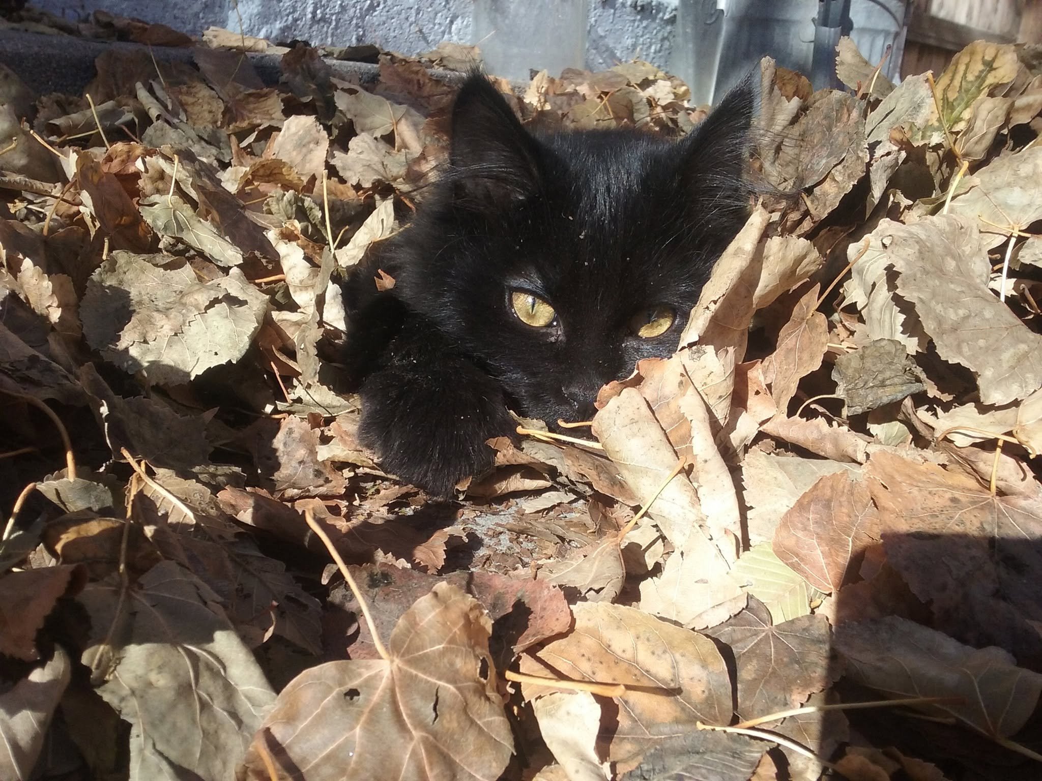 Help Challa Get Life-Saving Dental Surgery campaign photo, 5 of 8