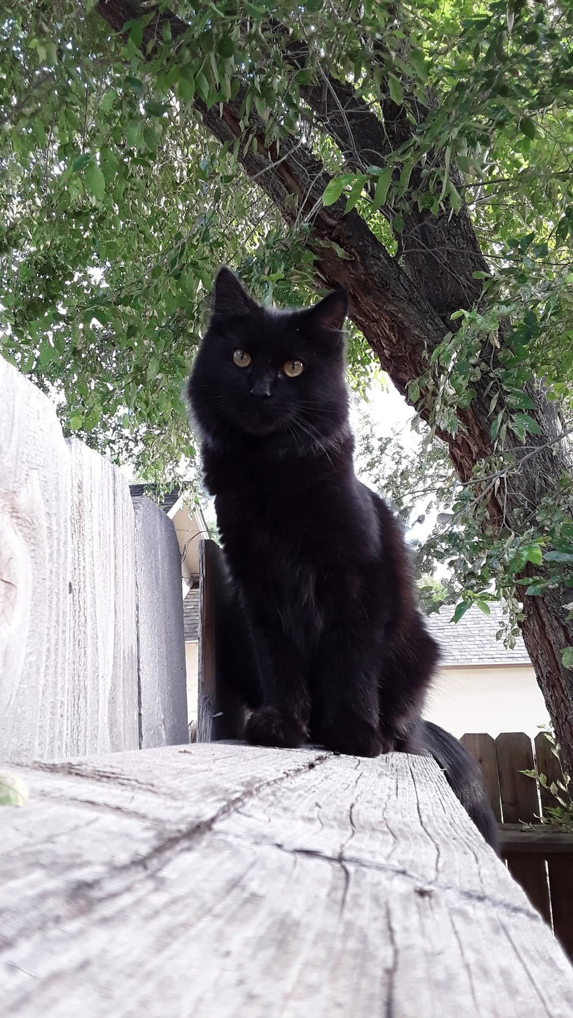 Help Challa Get Life-Saving Dental Surgery campaign photo, 6 of 8