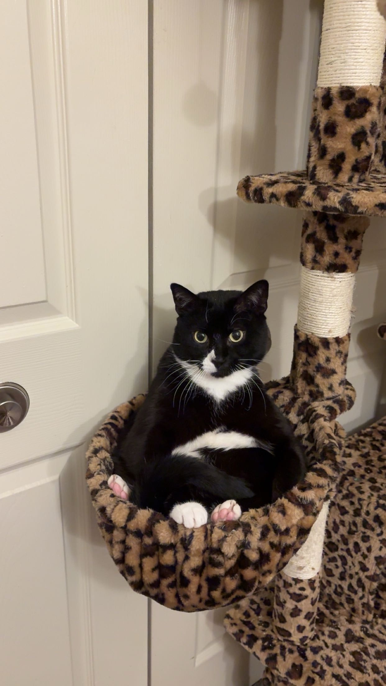 Save Xan: Urgent Funds Needed for His Recovery campaign photo, 2 of 7