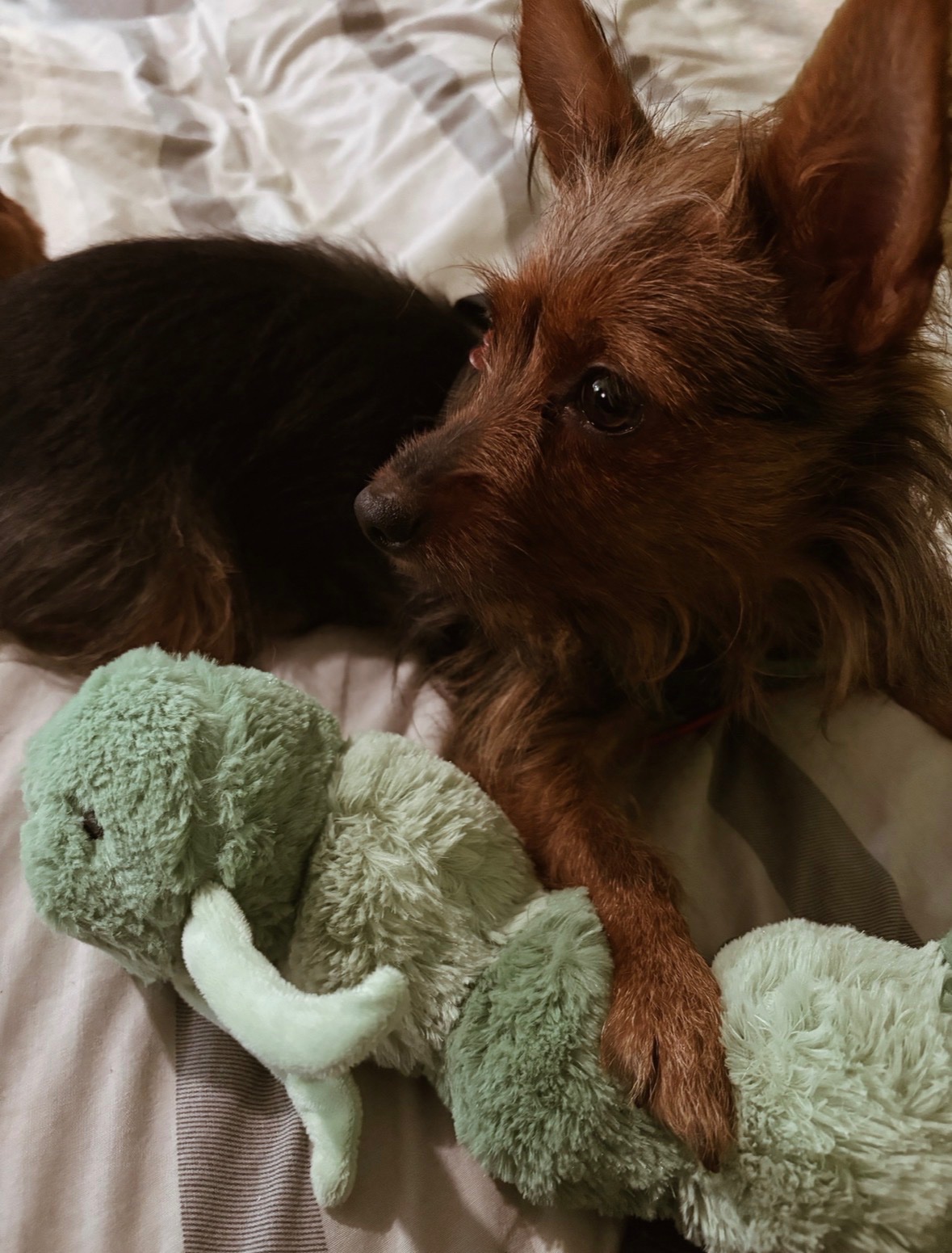 Please, need help with Lucy’s Surgery campaign photo, 2 of 5
