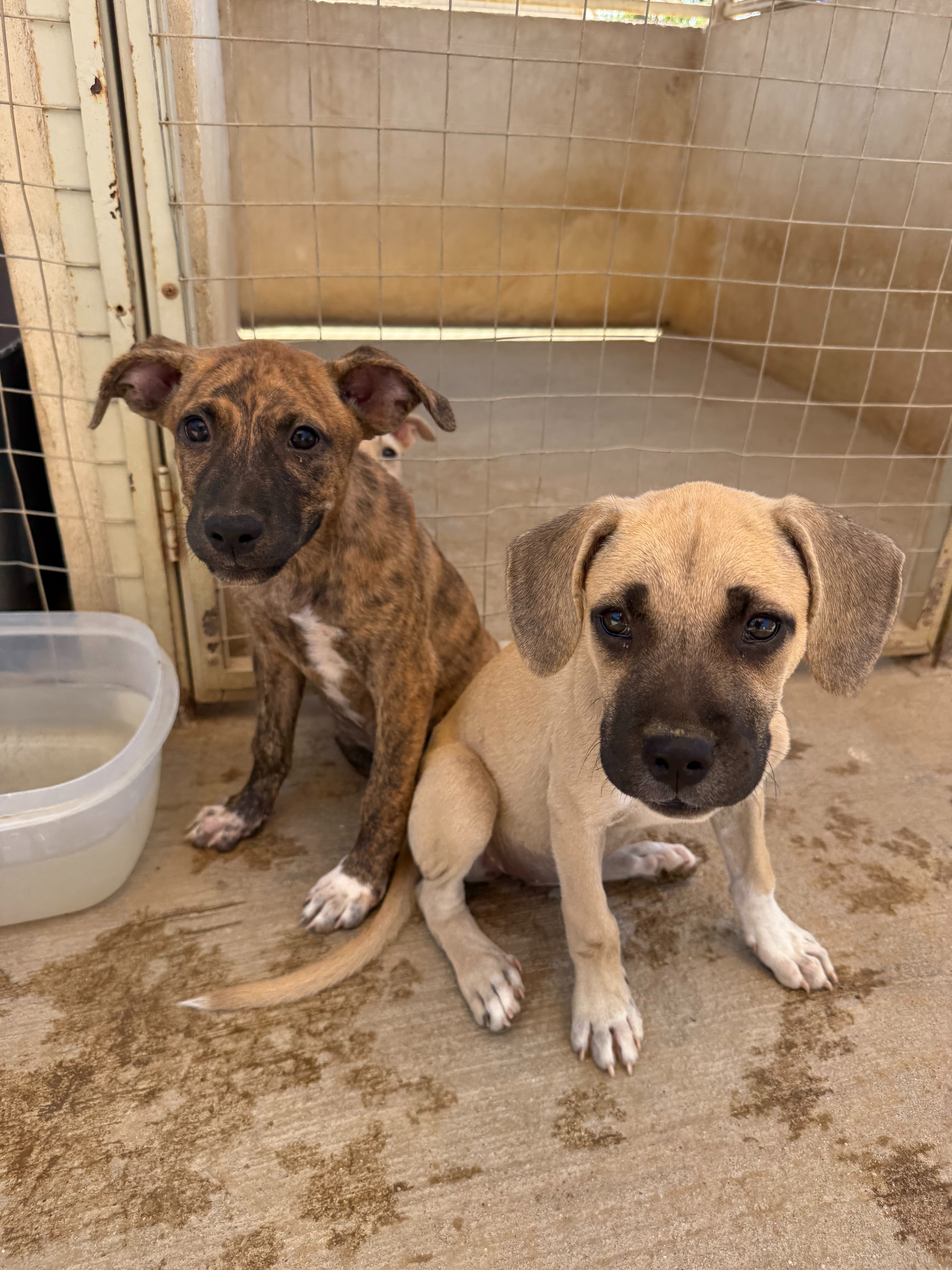 Cerritos Beach Dogs: Help Us Build Our Forever Home campaign photo, 4 of 5