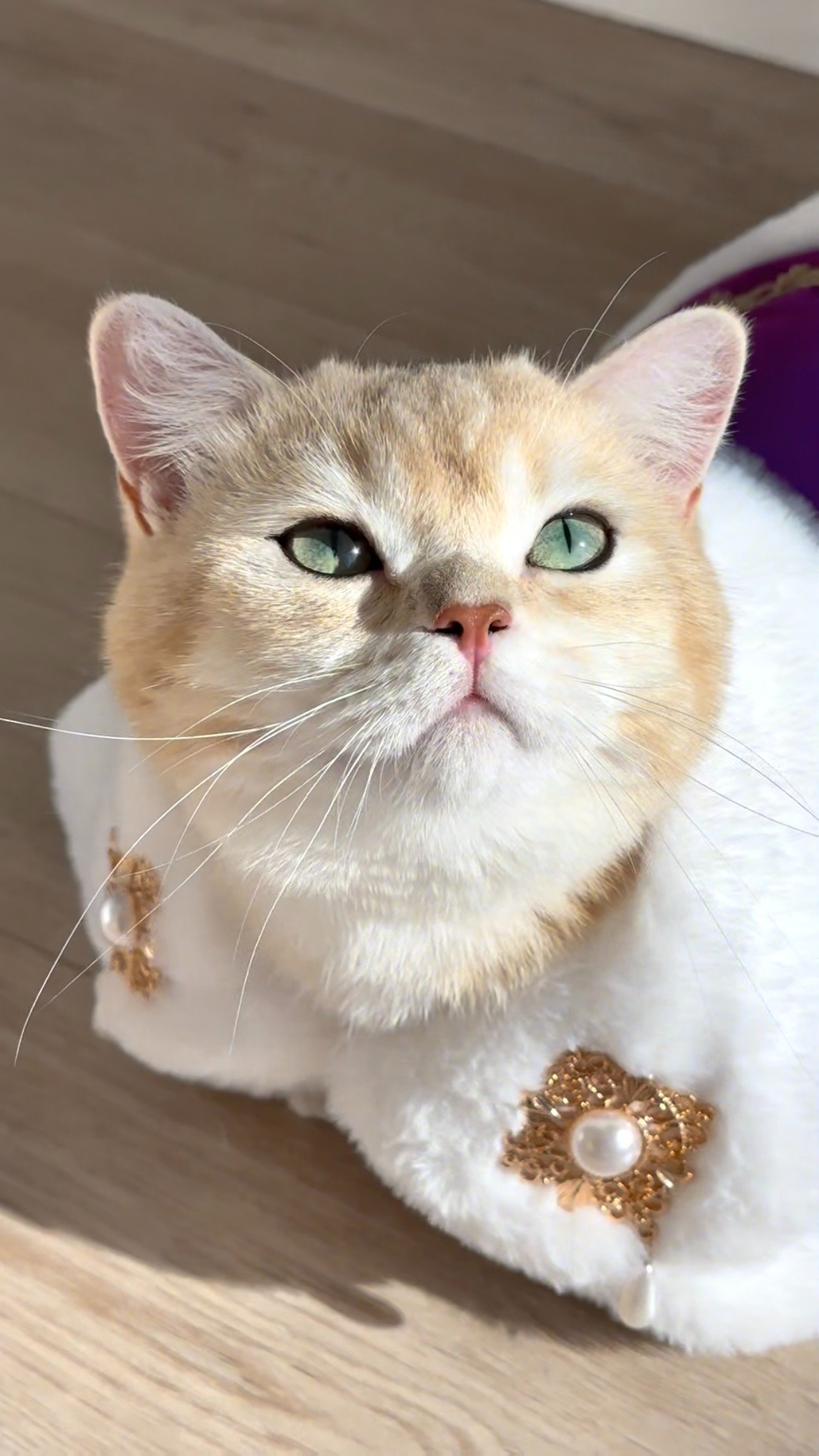 Support Rob and Mickey’s Creative Cat Adventures campaign photo, 4 of 6