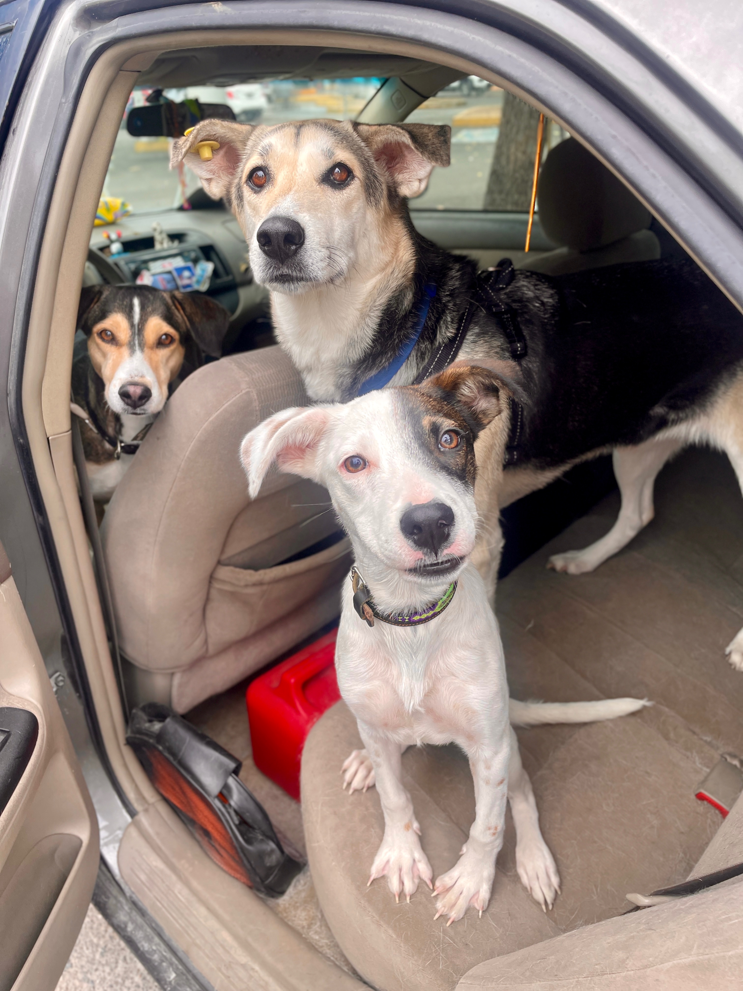 Help Ryan and His Rescue Dogs Recover campaign photo, 6 of 8