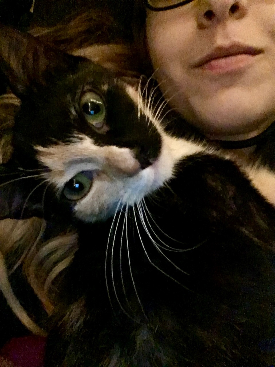 ❤️ Help Gizmo's Family With Her Medical Bills ❤️ campaign photo, 7 of 8