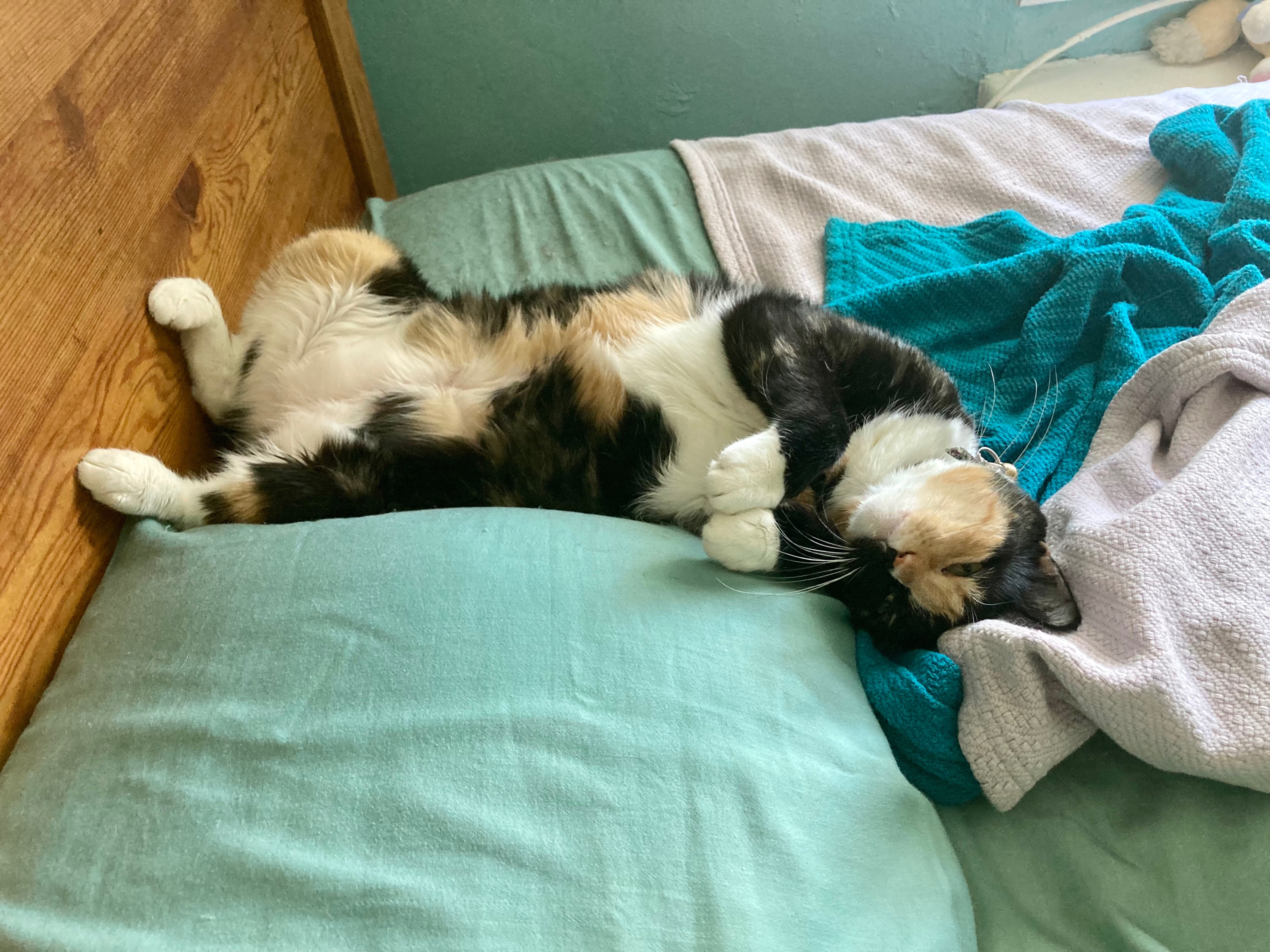 ❤️ Help Gizmo's Family With Her Medical Bills ❤️ campaign photo, 2 of 8