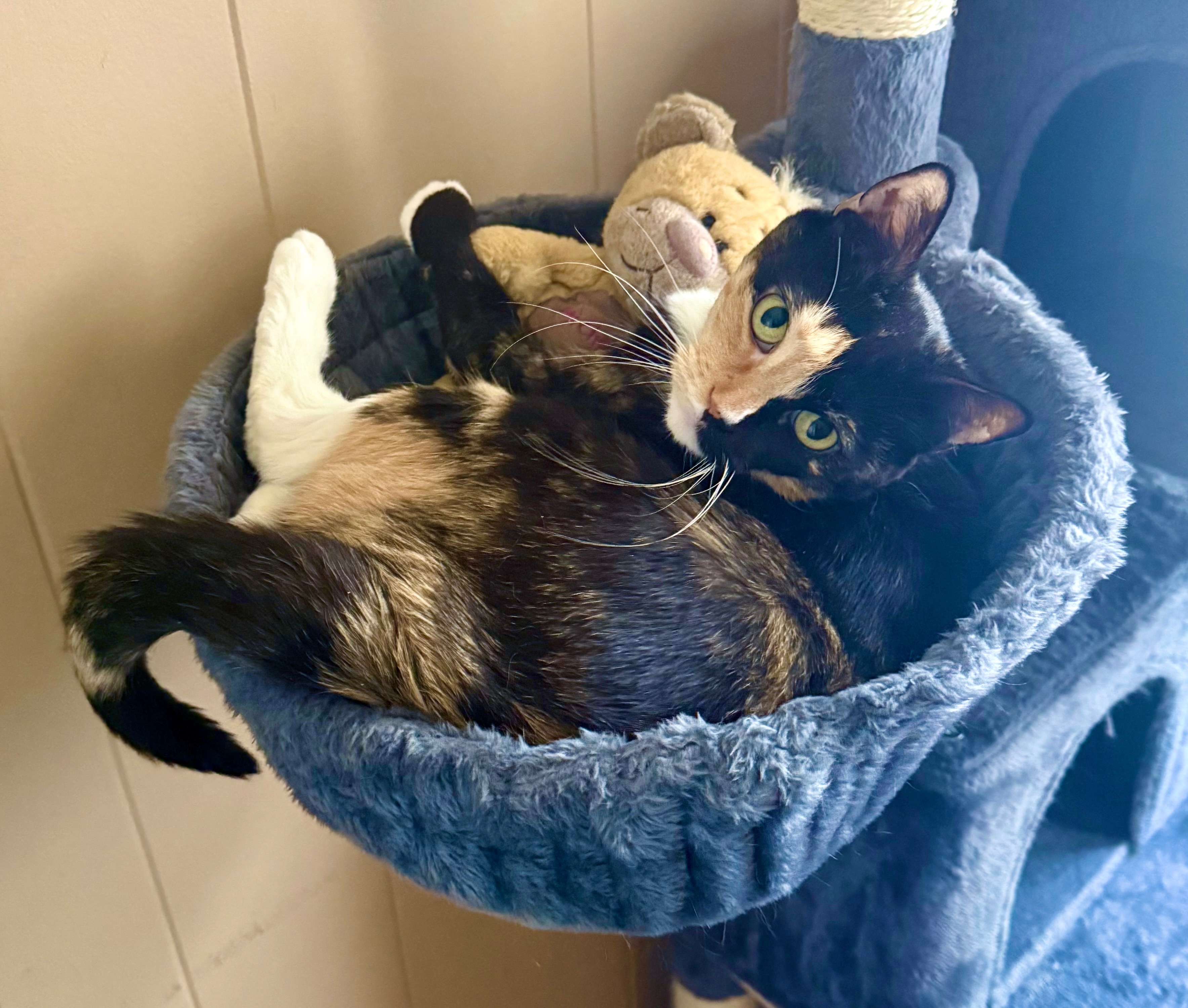❤️ Help Gizmo's Family With Her Medical Bills ❤️ campaign photo, 4 of 8