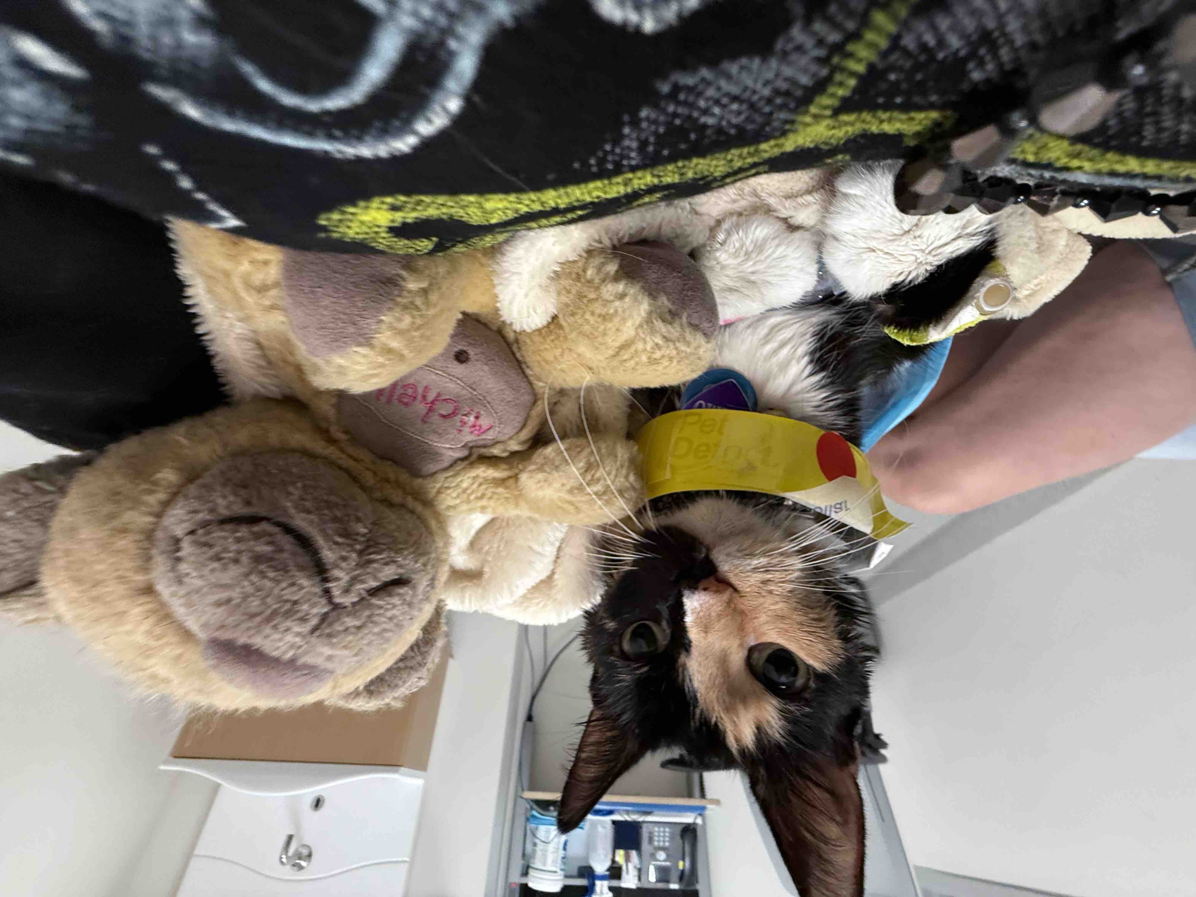 ❤️ Help Gizmo's Family With Her Medical Bills ❤️ campaign photo, 5 of 8