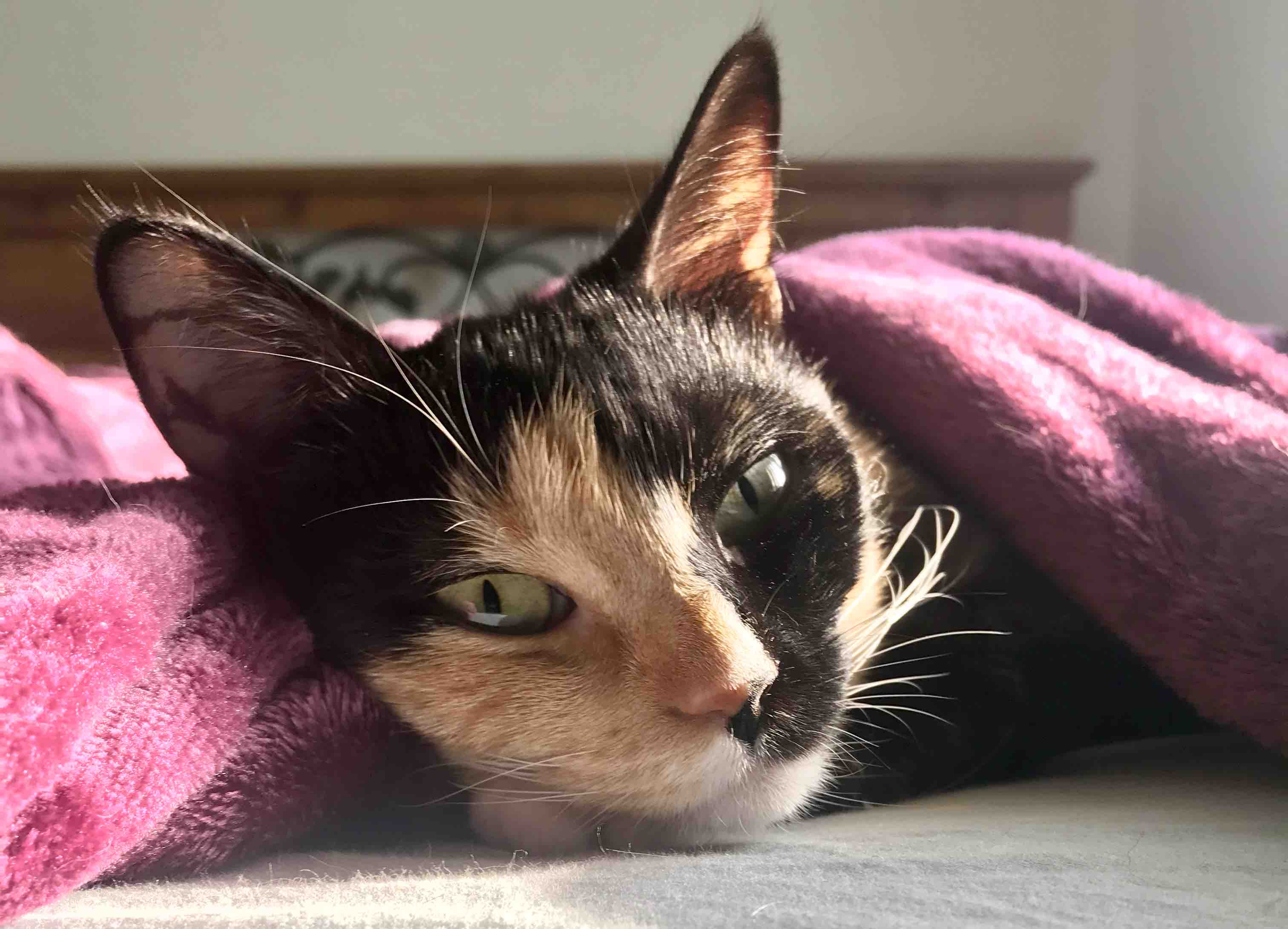 ❤️ Help Gizmo's Family With Her Medical Bills ❤️ campaign photo, 6 of 8
