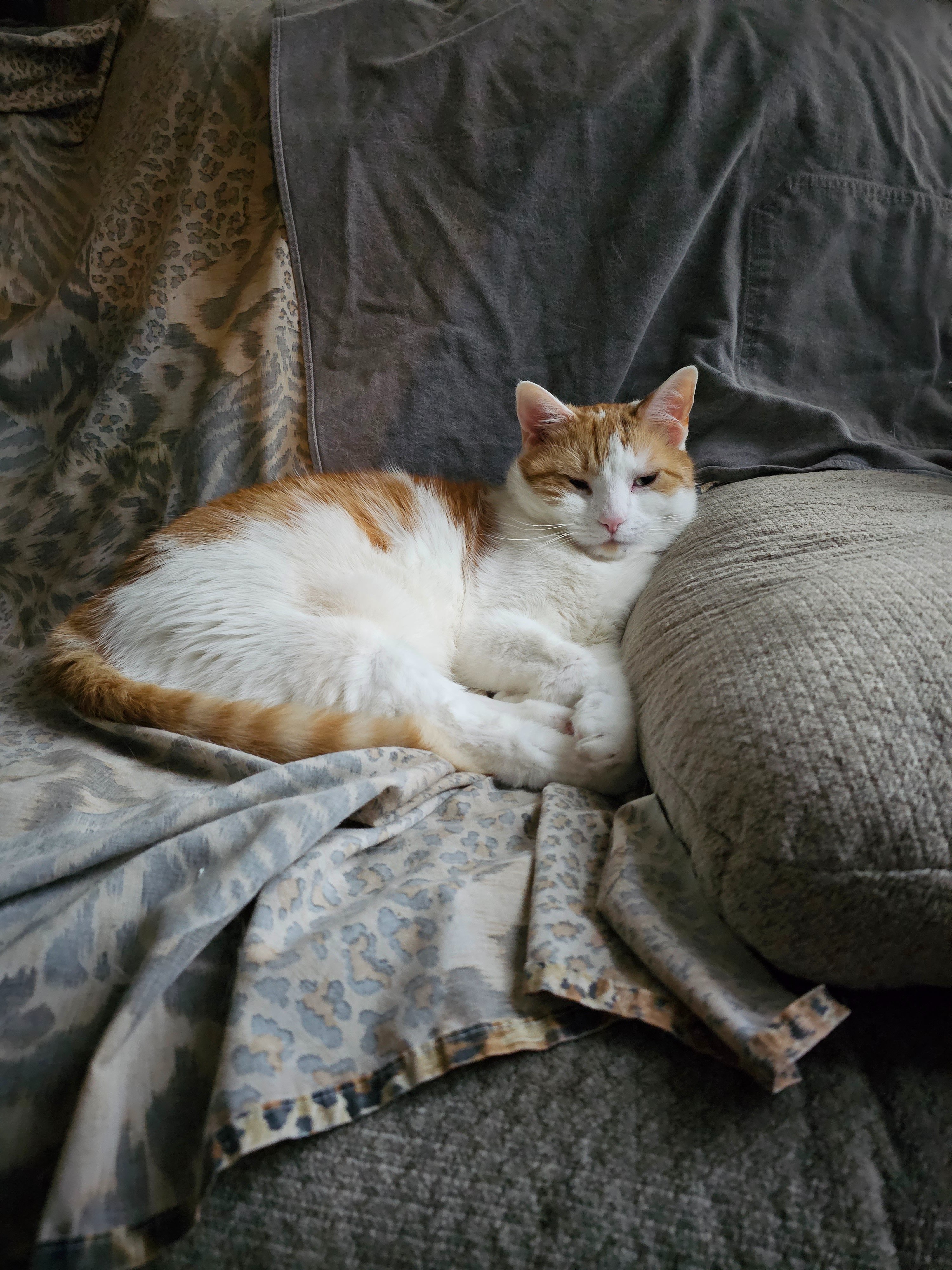Urgent Help for Blu’s Kidney Treatment campaign photo, 4 of 8