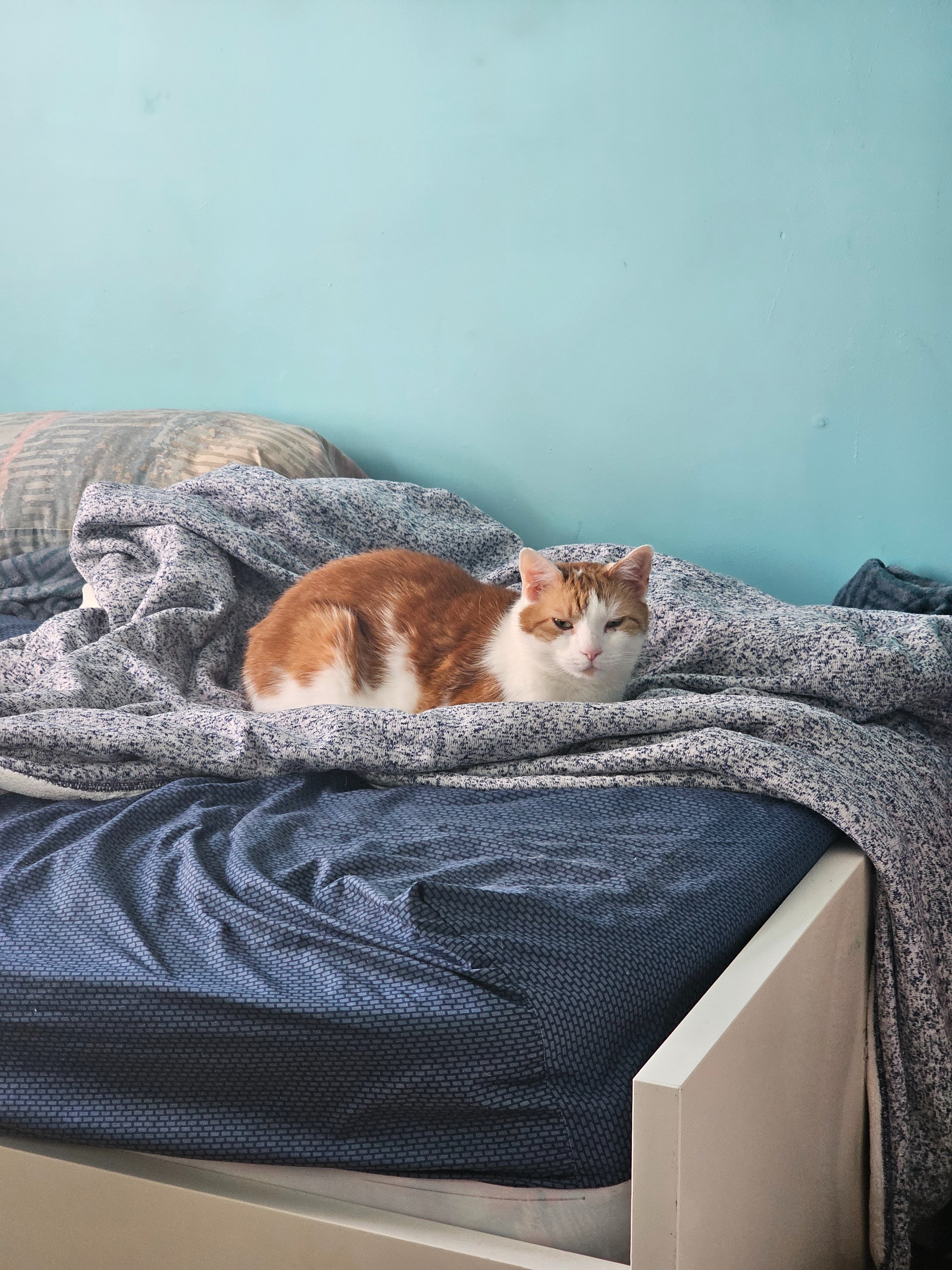 Urgent Help for Blu’s Kidney Treatment campaign photo, 5 of 8