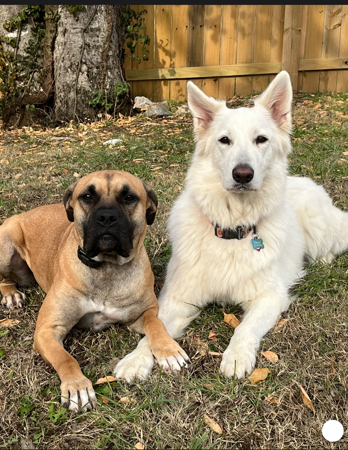 Help Zeppelin’s Family Get to Oregon to Grieve Him campaign photo, 2 of 8