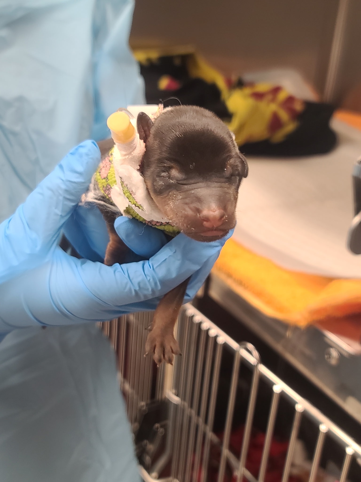 Urgent ICU Care for Lucy’s Sole Survivor Baby from SEAACA campaign photo, 9 of 10