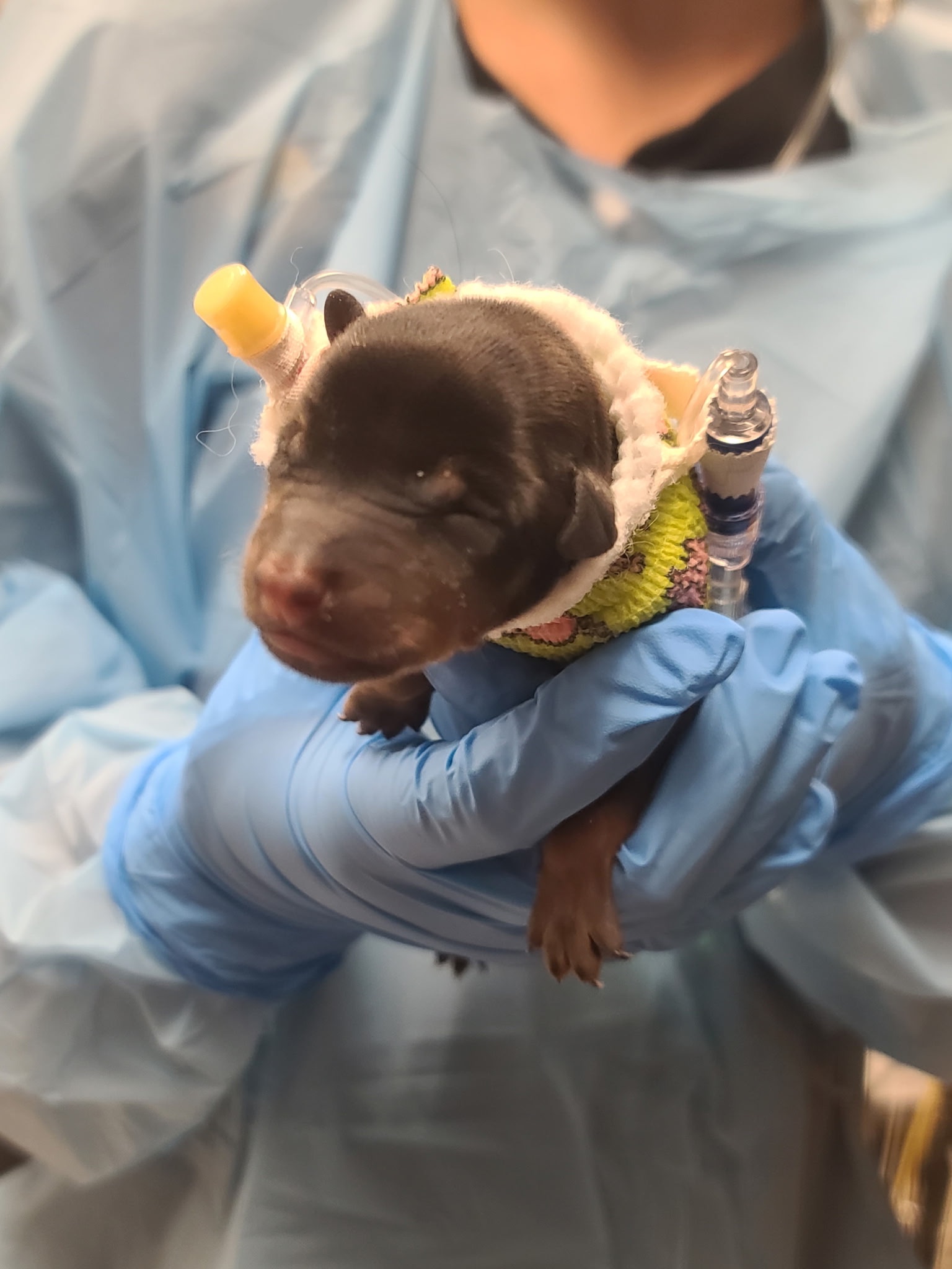 Urgent ICU Care for Lucy’s Sole Survivor Baby from SEAACA campaign photo, 4 of 10