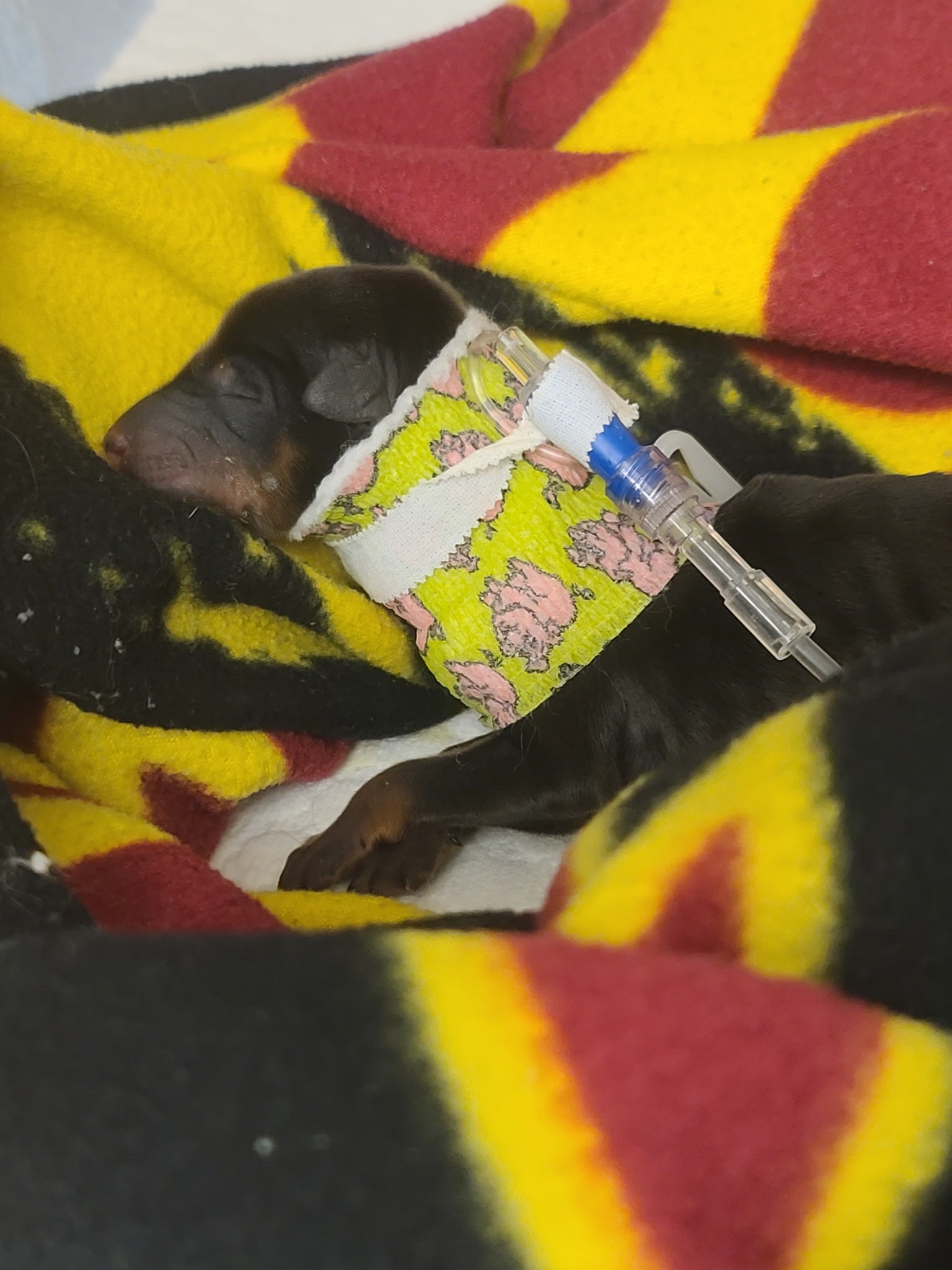 Urgent ICU Care for Lucy’s Sole Survivor Baby from SEAACA campaign photo, 5 of 10
