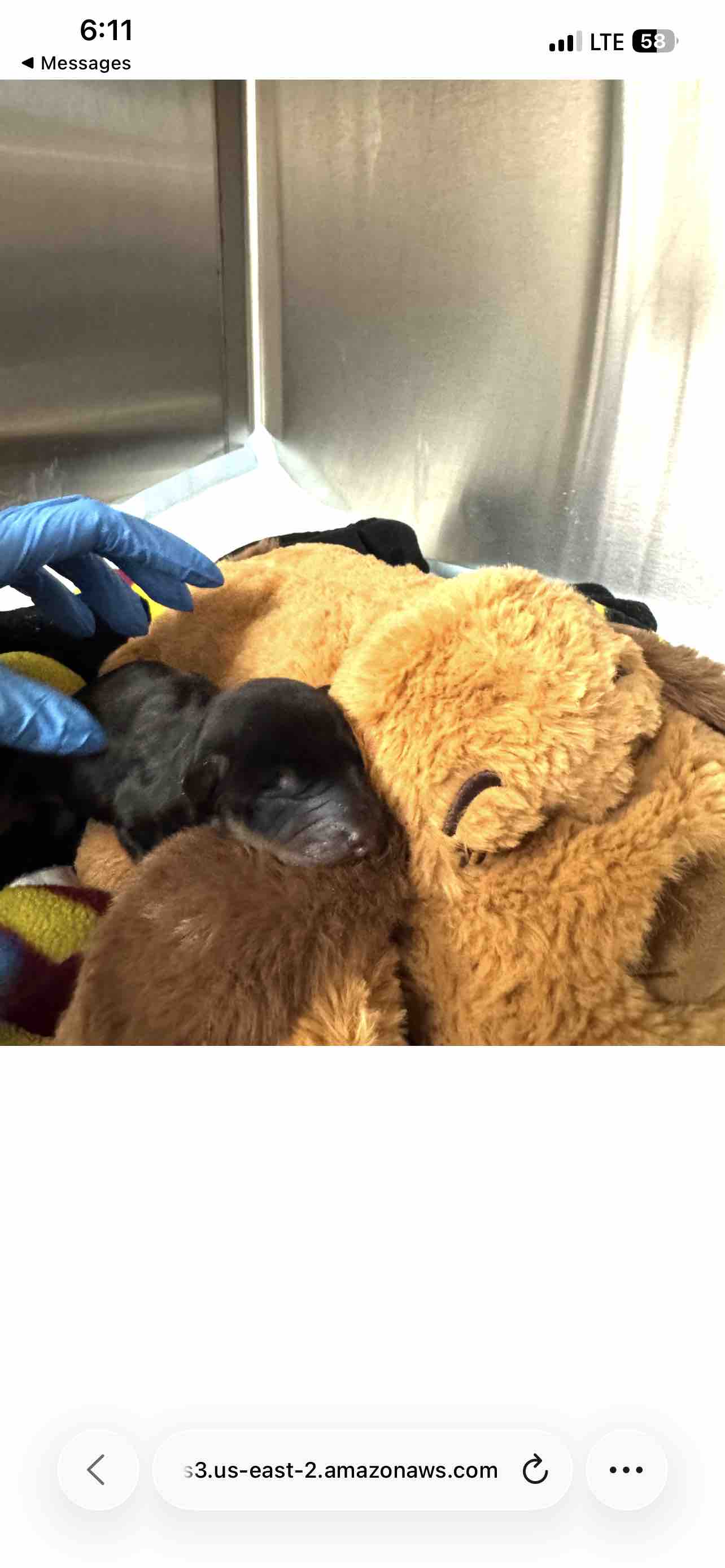 Urgent ICU Care for Lucy’s Sole Survivor Baby from SEAACA campaign photo, 6 of 10