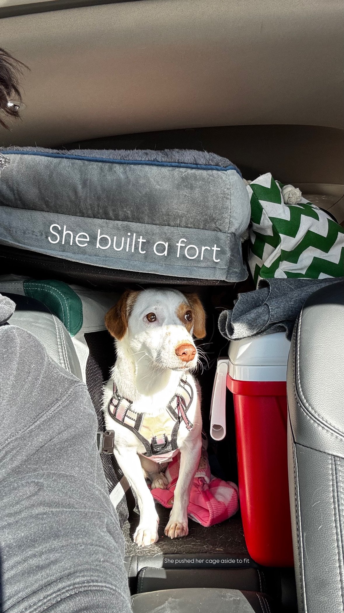 Help Carmen, the rescue dog, overcome her anxiety and trauma campaign photo, 6 of 7