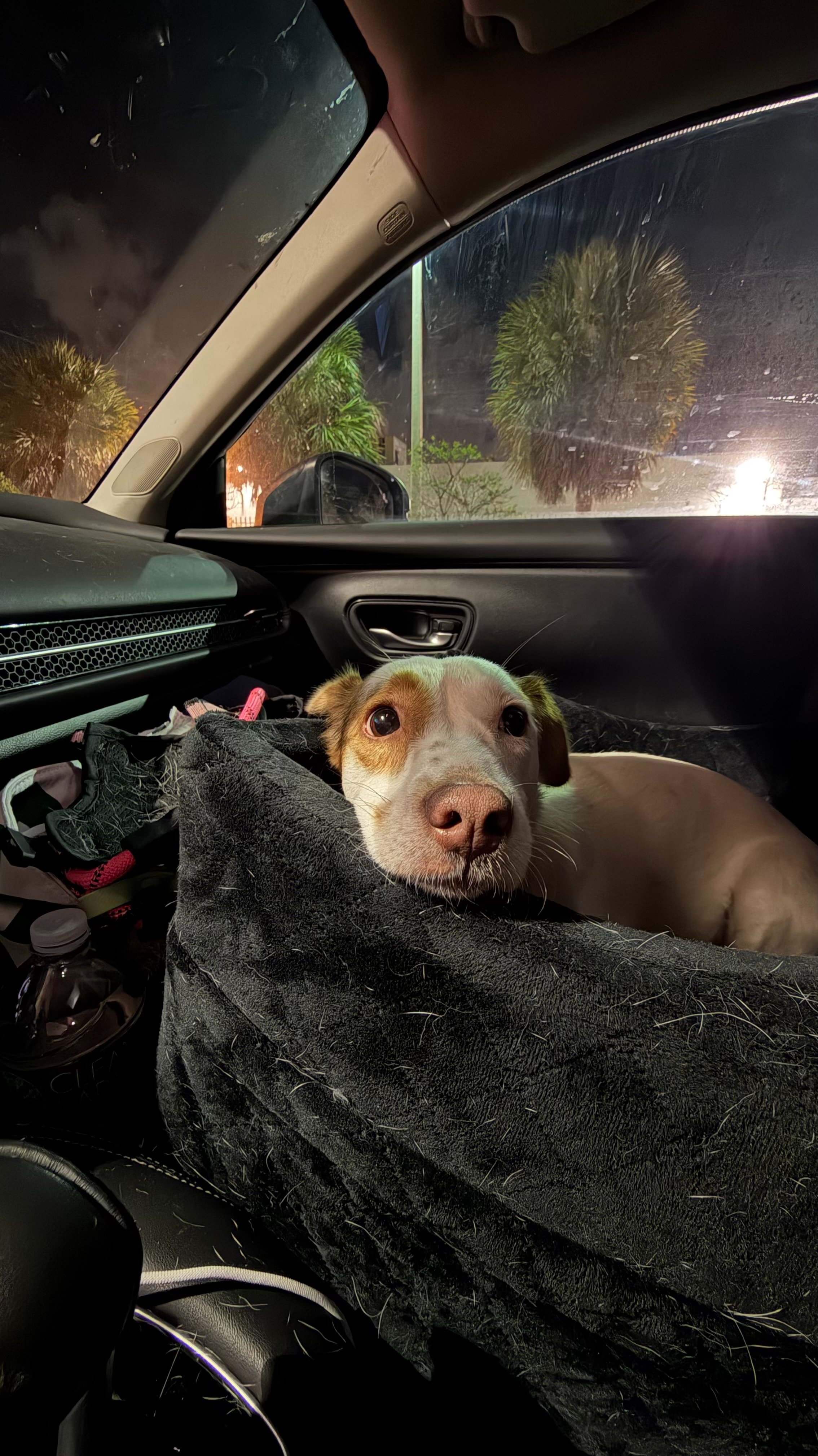 Help Carmen, the rescue dog, overcome her anxiety and trauma campaign photo, 2 of 7