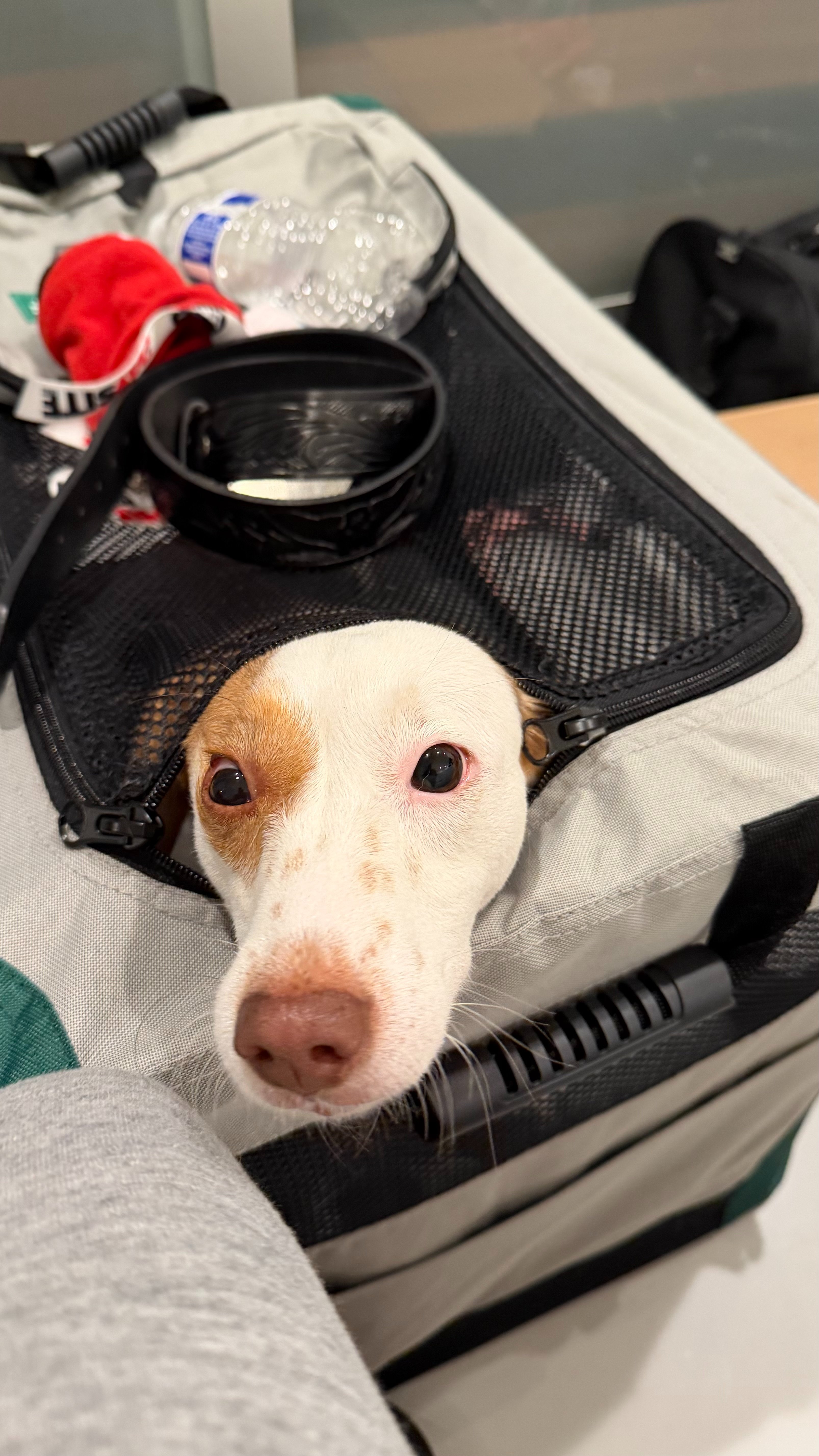 Help Carmen, the rescue dog, overcome her anxiety and trauma campaign photo, 4 of 7