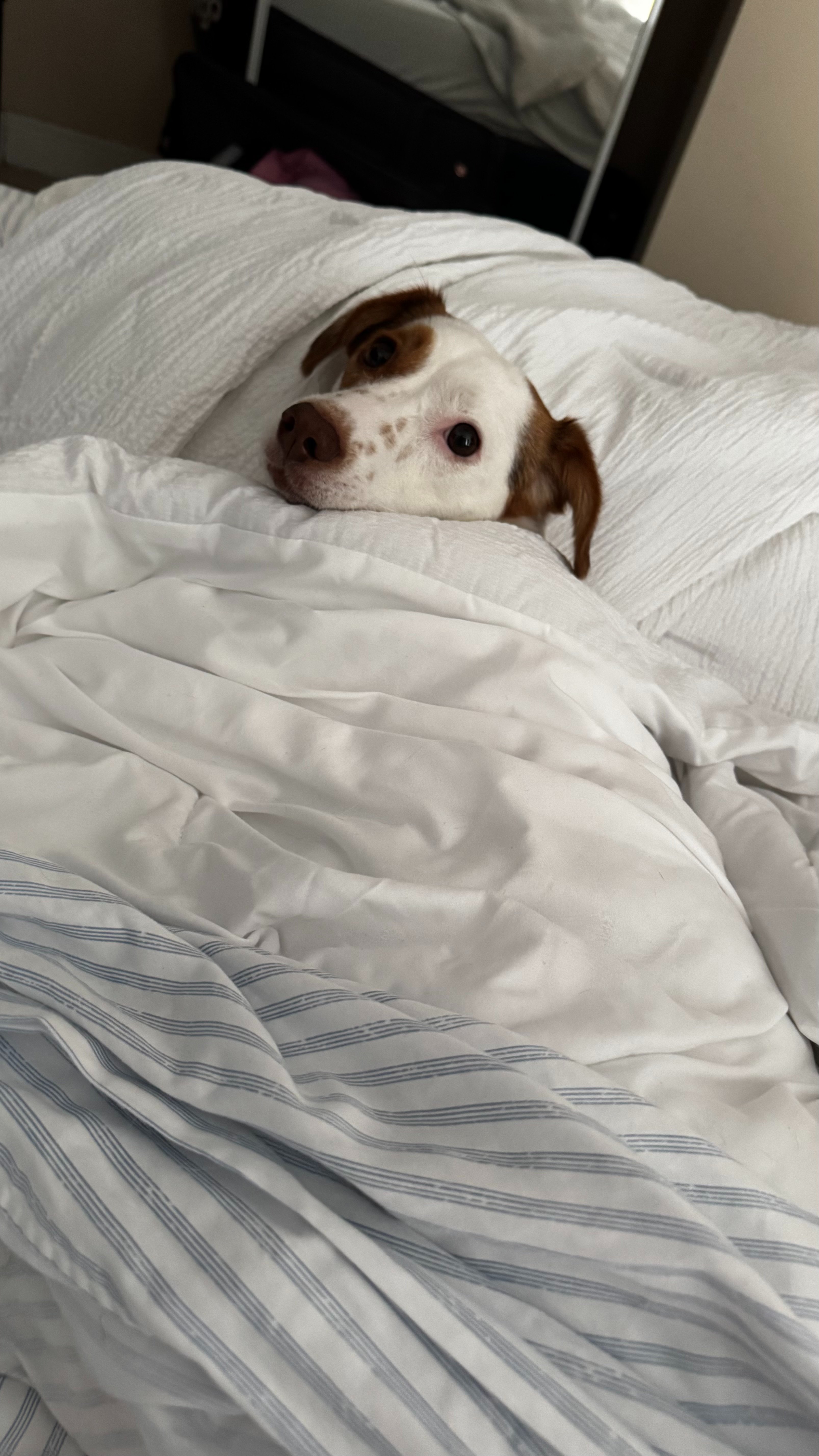 Help Carmen, the rescue dog, overcome her anxiety and trauma campaign photo, 5 of 7
