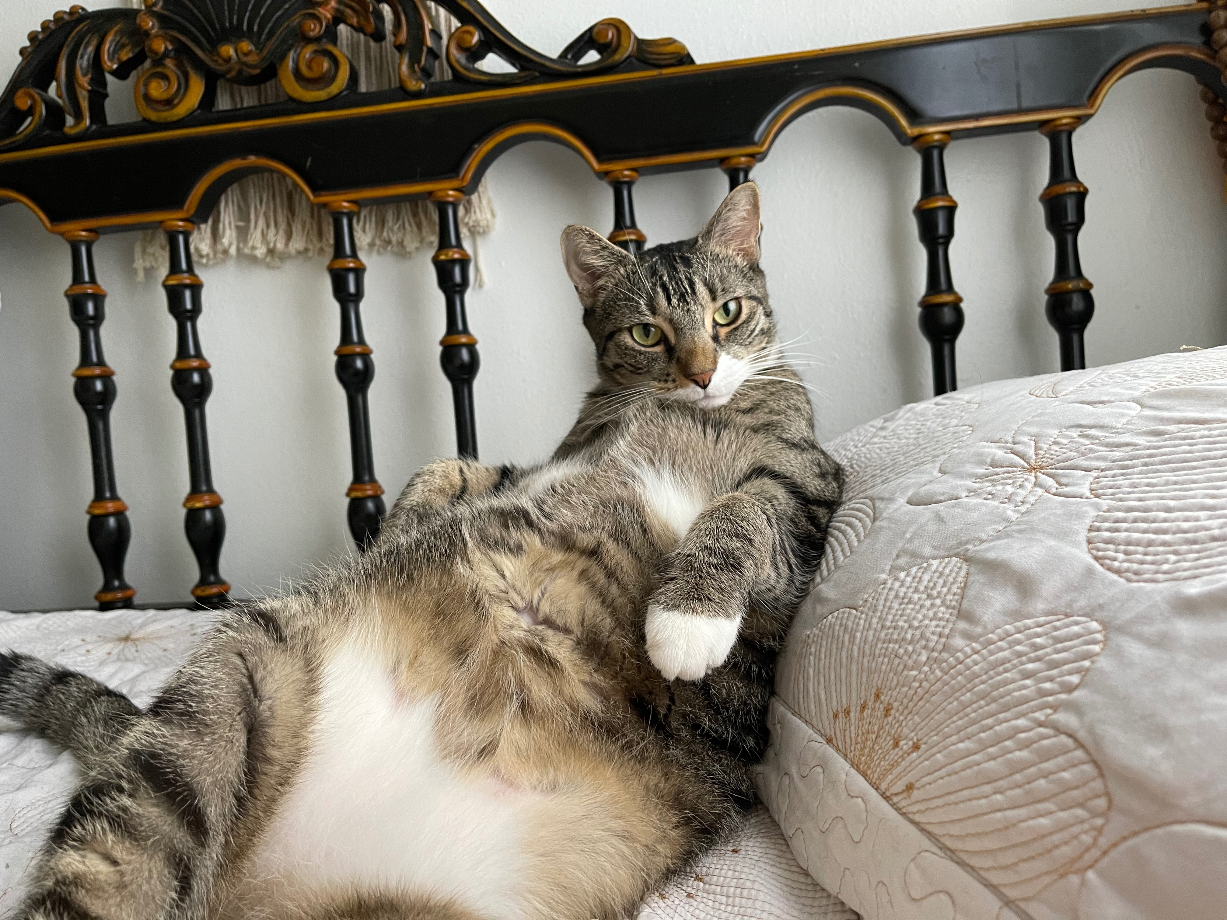 Fatboy's Thyroid Treatment Fund campaign photo, 6 of 8