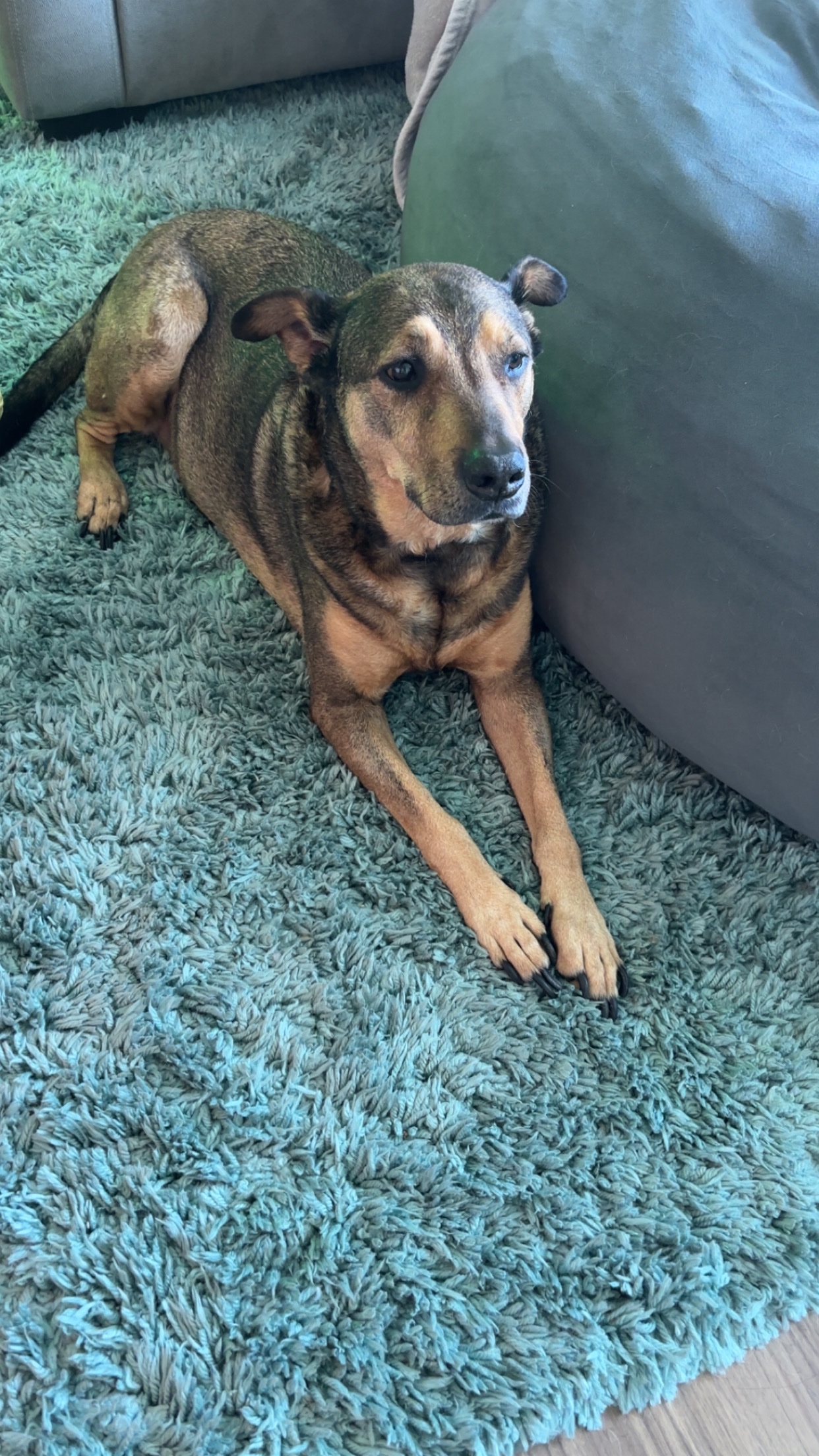 Help Save Dude: Zach's Best Friend Needs Treatment campaign photo, 2 of 8