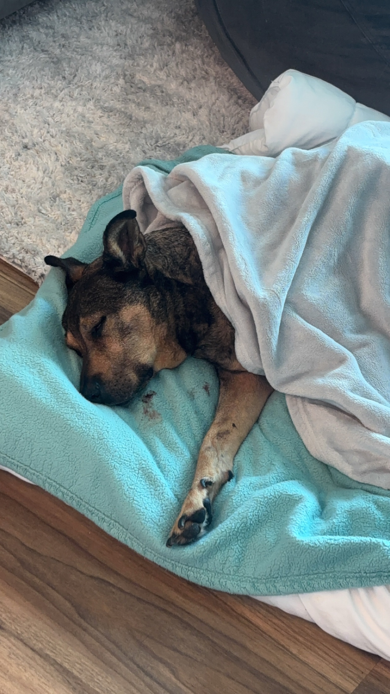 Help Save Dude: Zach's Best Friend Needs Treatment campaign photo, 4 of 8