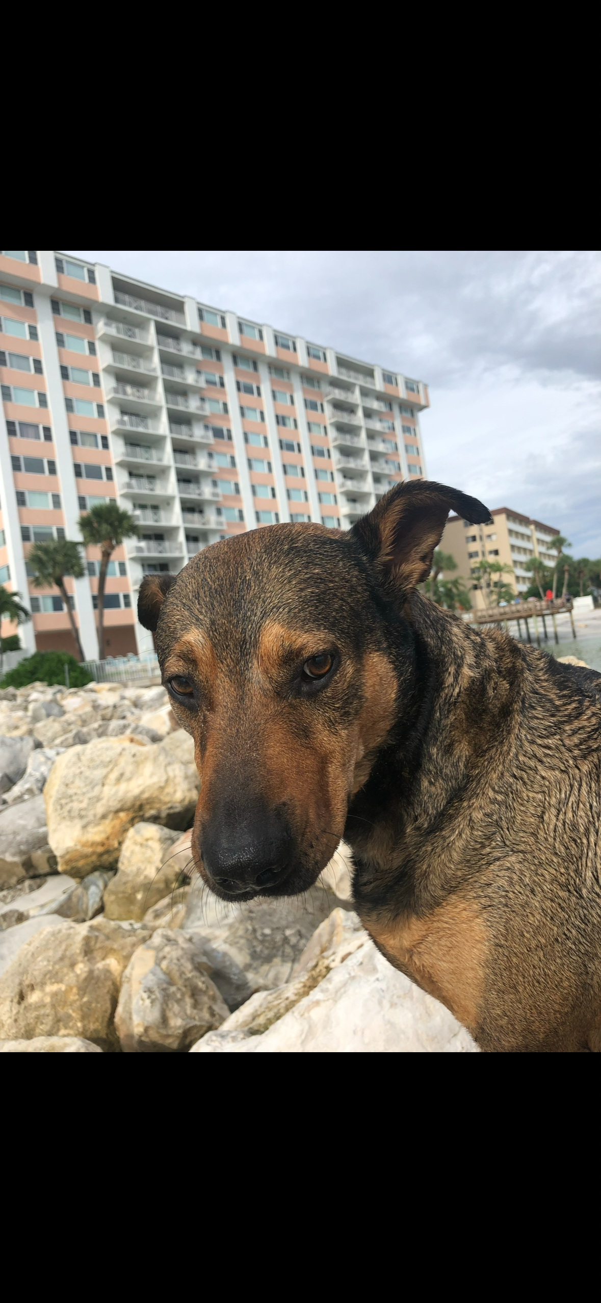 Help Save Dude: Zach's Best Friend Needs Treatment campaign photo, 6 of 8