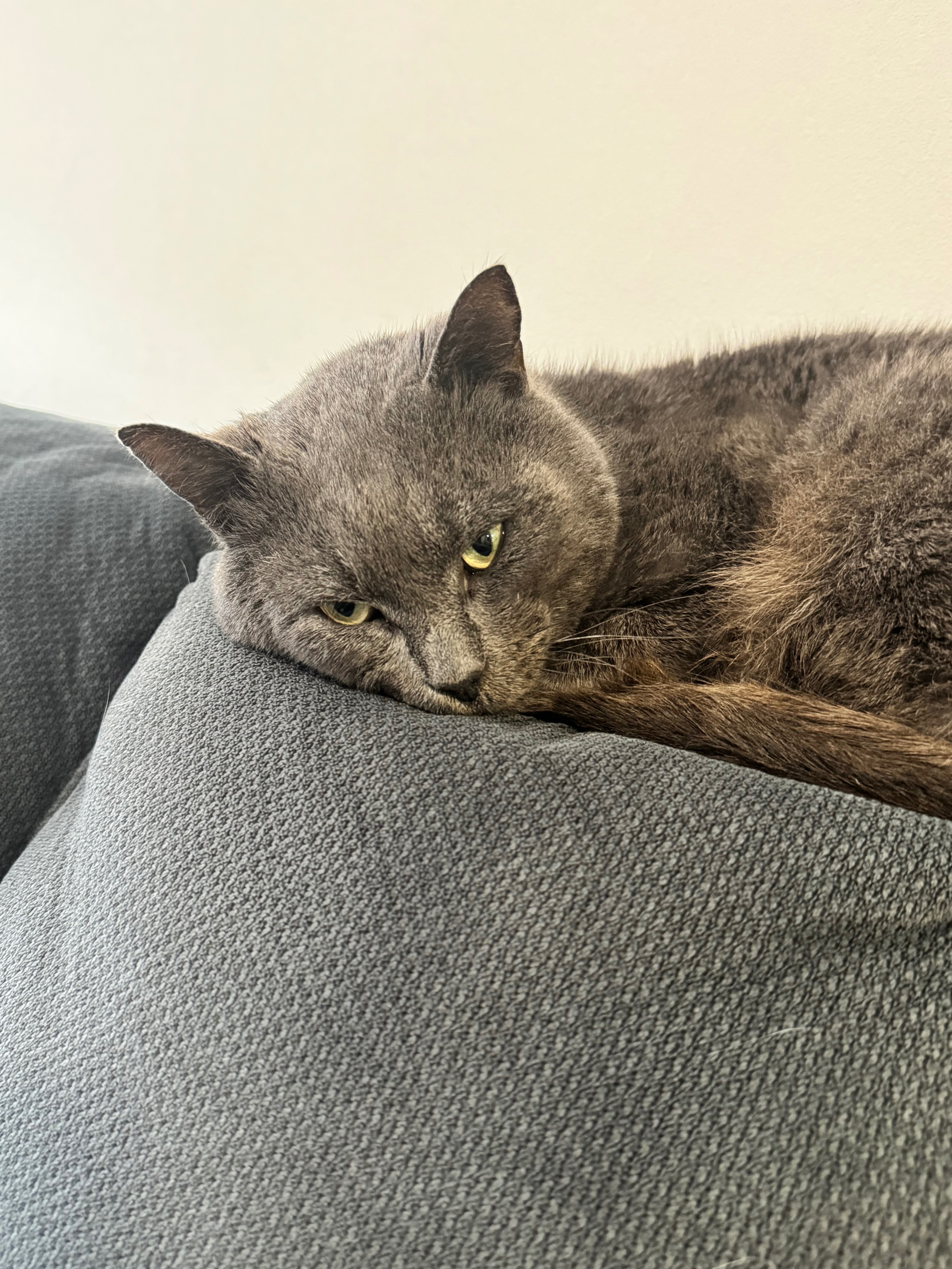 Help Percy Get Life Changing Surgery campaign photo, 7 of 8