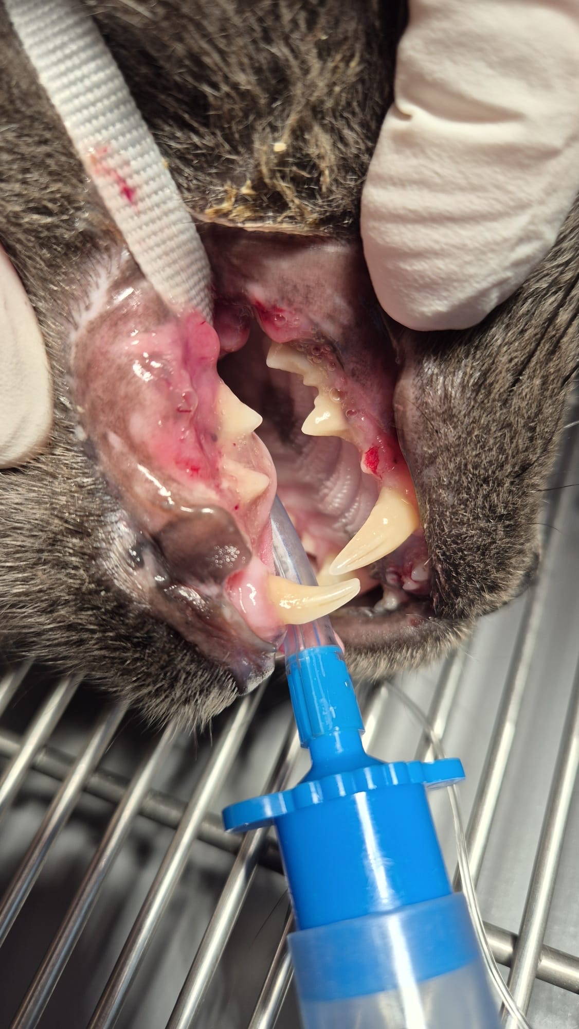 Help Percy Get Life Changing Surgery campaign photo, 4 of 8