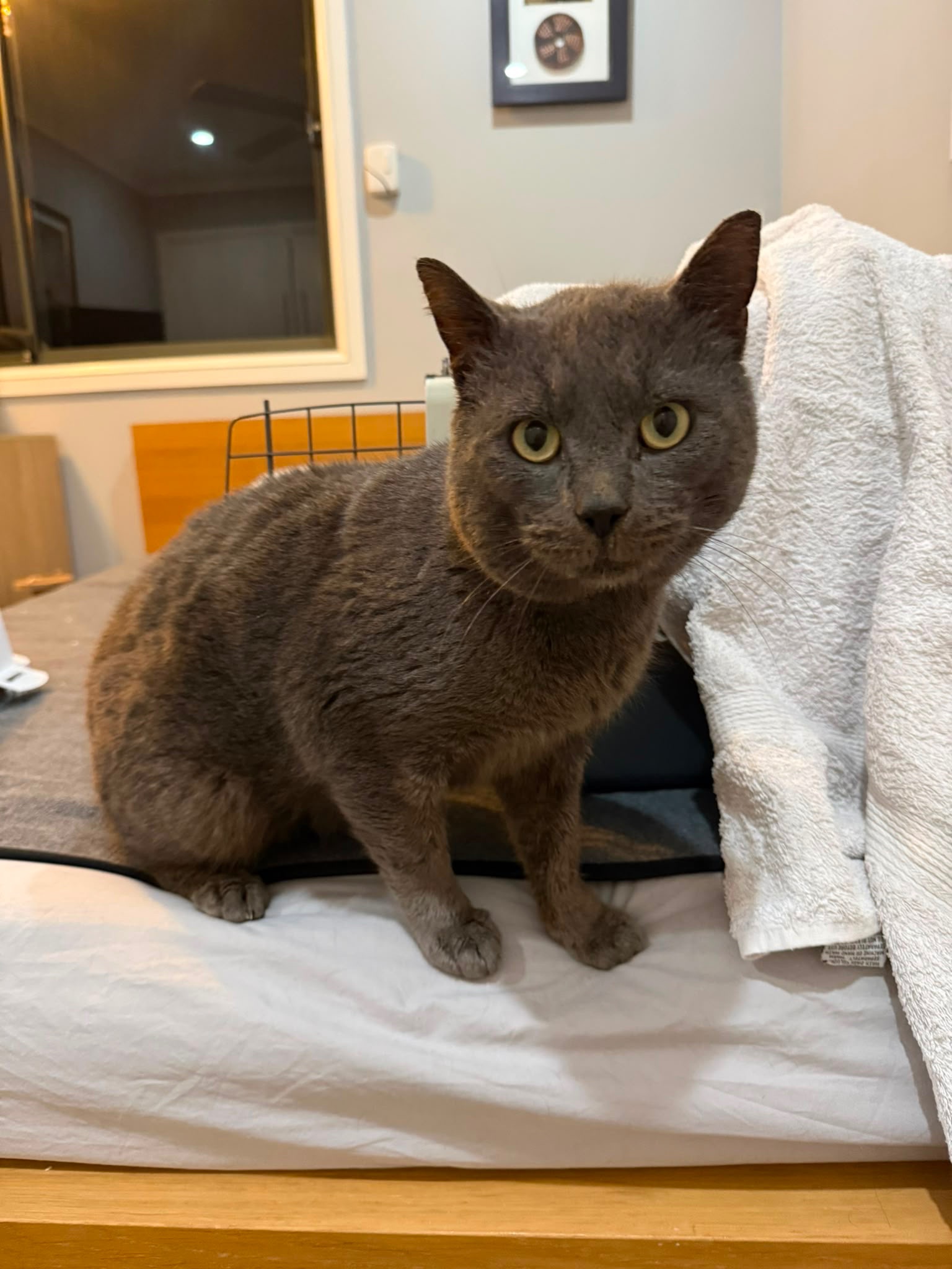 Help Percy Get Life Changing Surgery campaign photo, 5 of 8