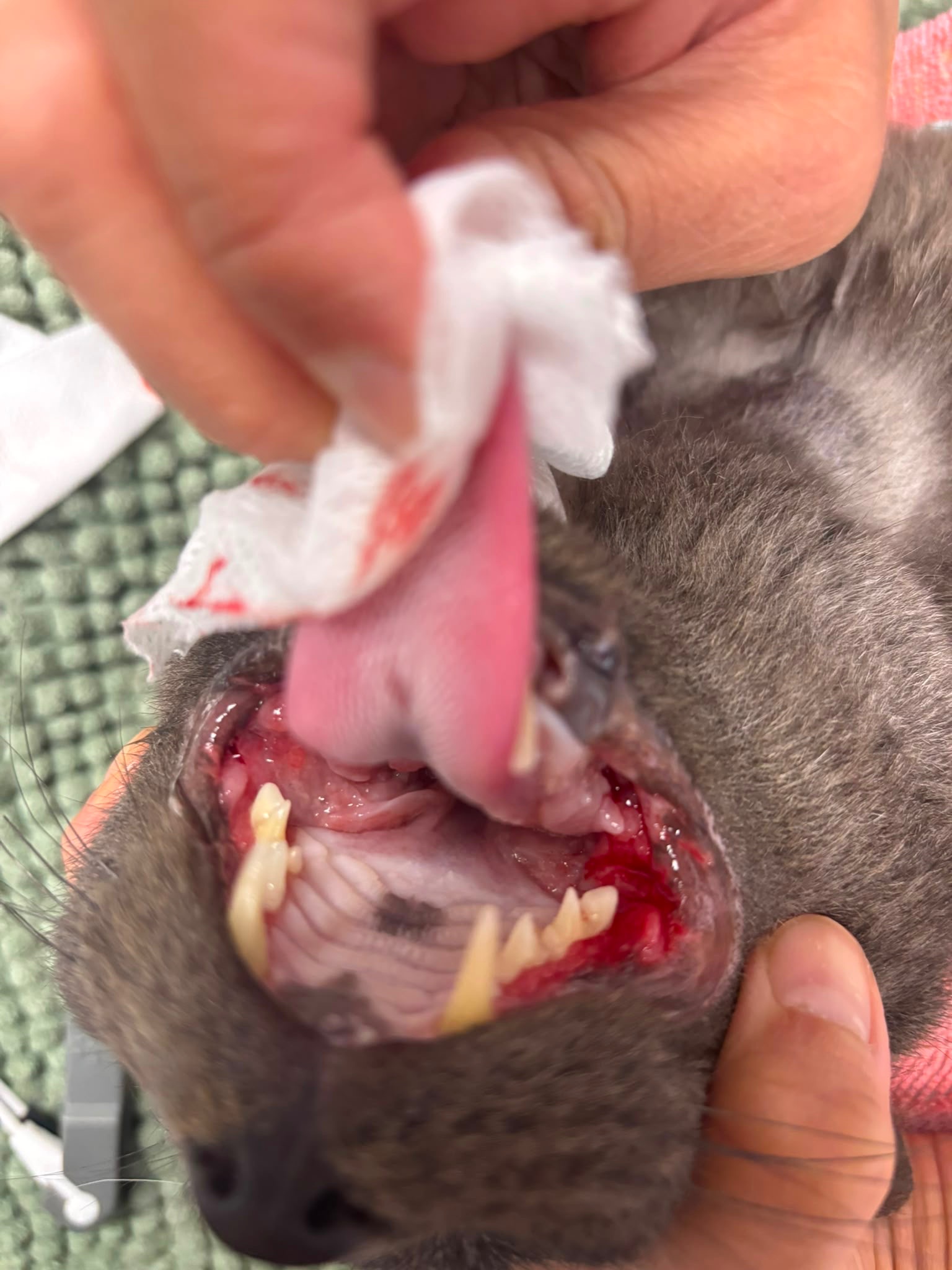 Help Percy Get Life Changing Surgery campaign photo, 6 of 8