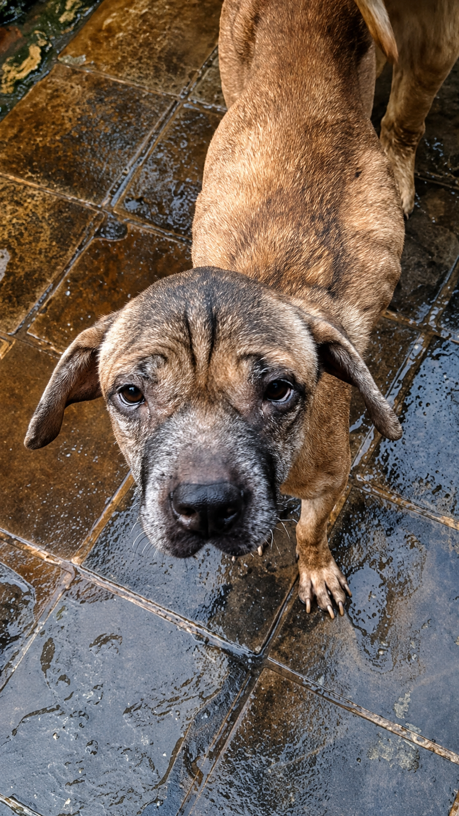 Help Joe Keep Saving Animals in Java campaign photo, 2 of 6