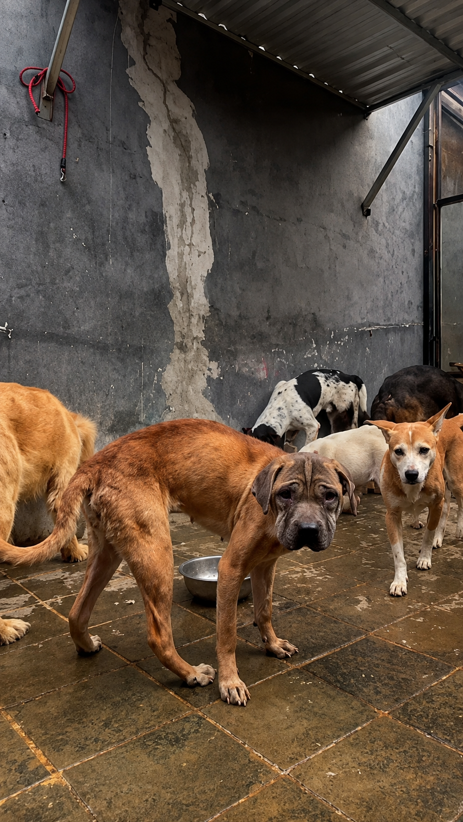 Help Joe Keep Saving Animals in Java campaign photo, 4 of 6
