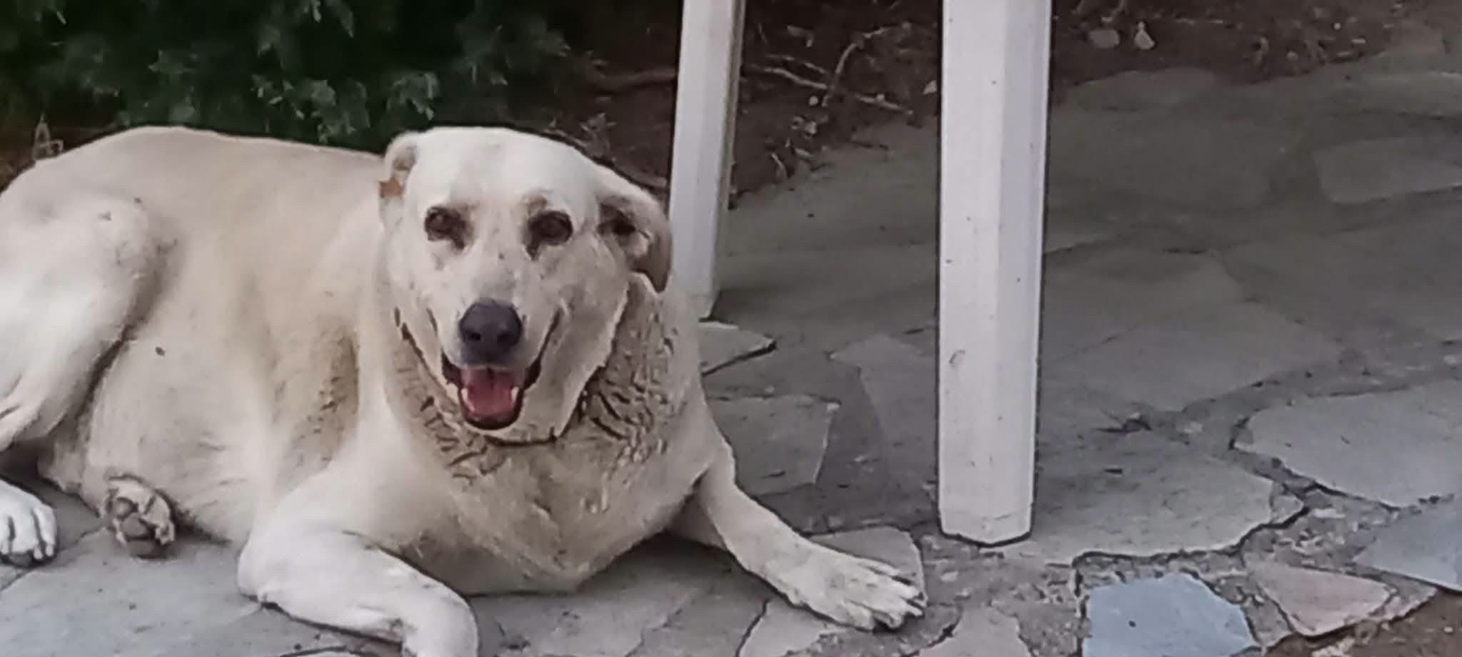 Help give a Turkish Street dog a passport to safety campaign photo, 5 of 6