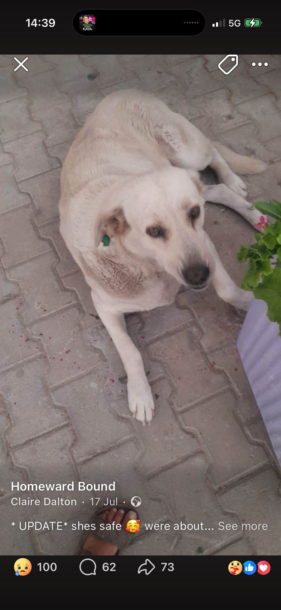 Help give a Turkish Street dog a passport to safety campaign photo, 2 of 6