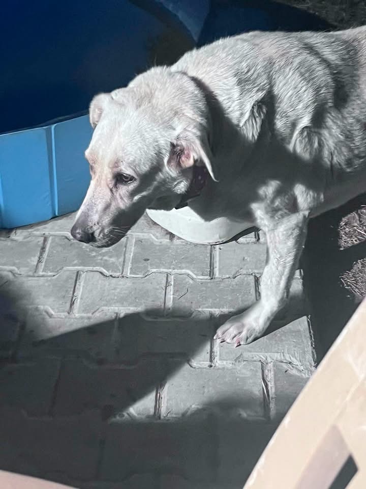 Help give a Turkish Street dog a passport to safety campaign photo, 4 of 6