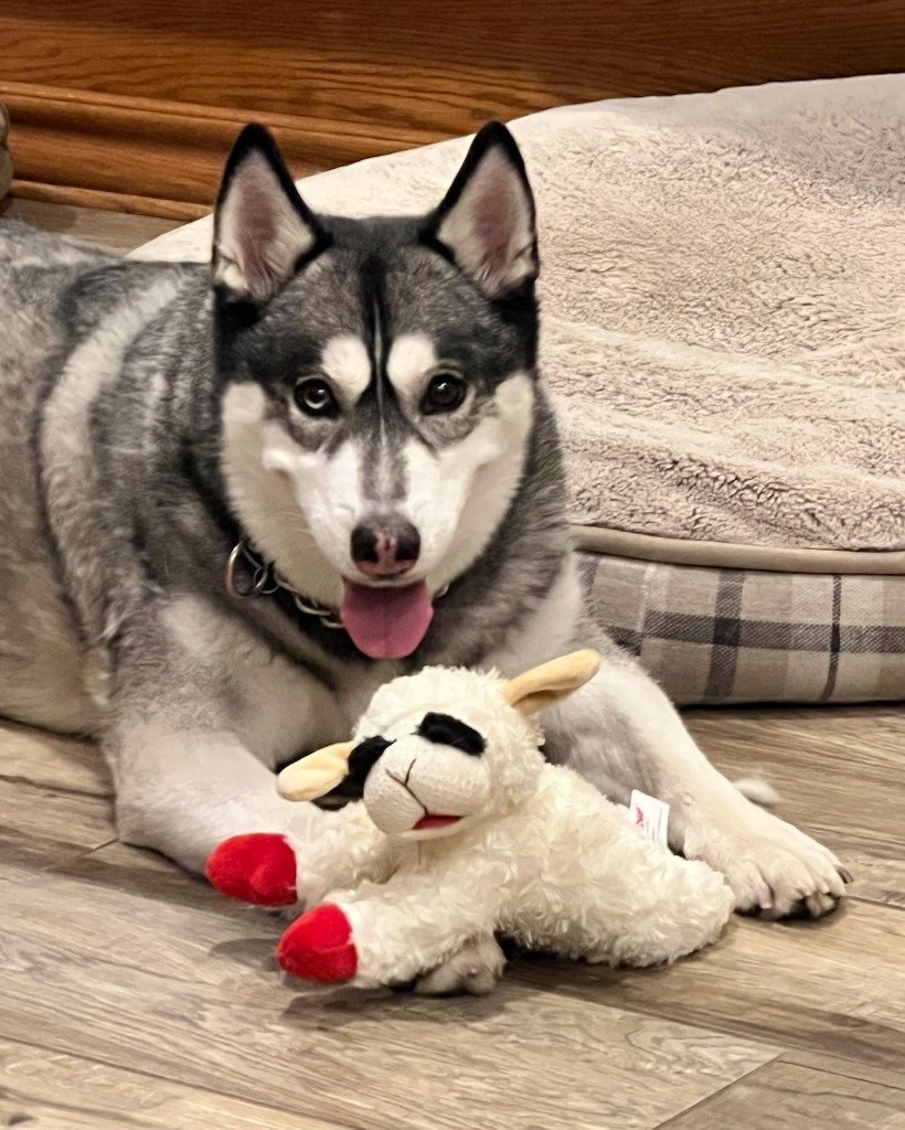 Help KD's Husky Rescue AZ Save More Huskies! campaign photo, 7 of 8
